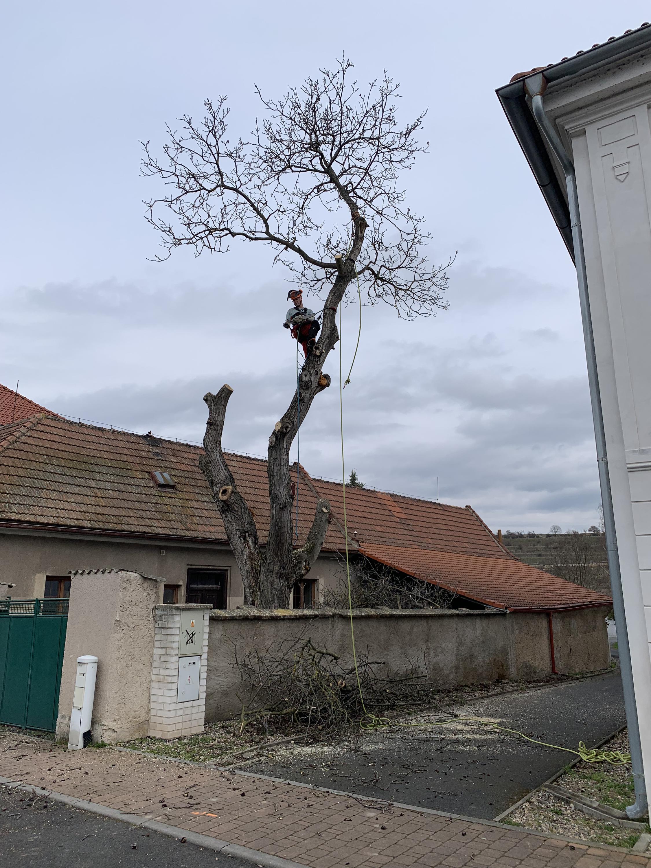 Rizikové kácení - stromolezectví Radek Piskač foto 4