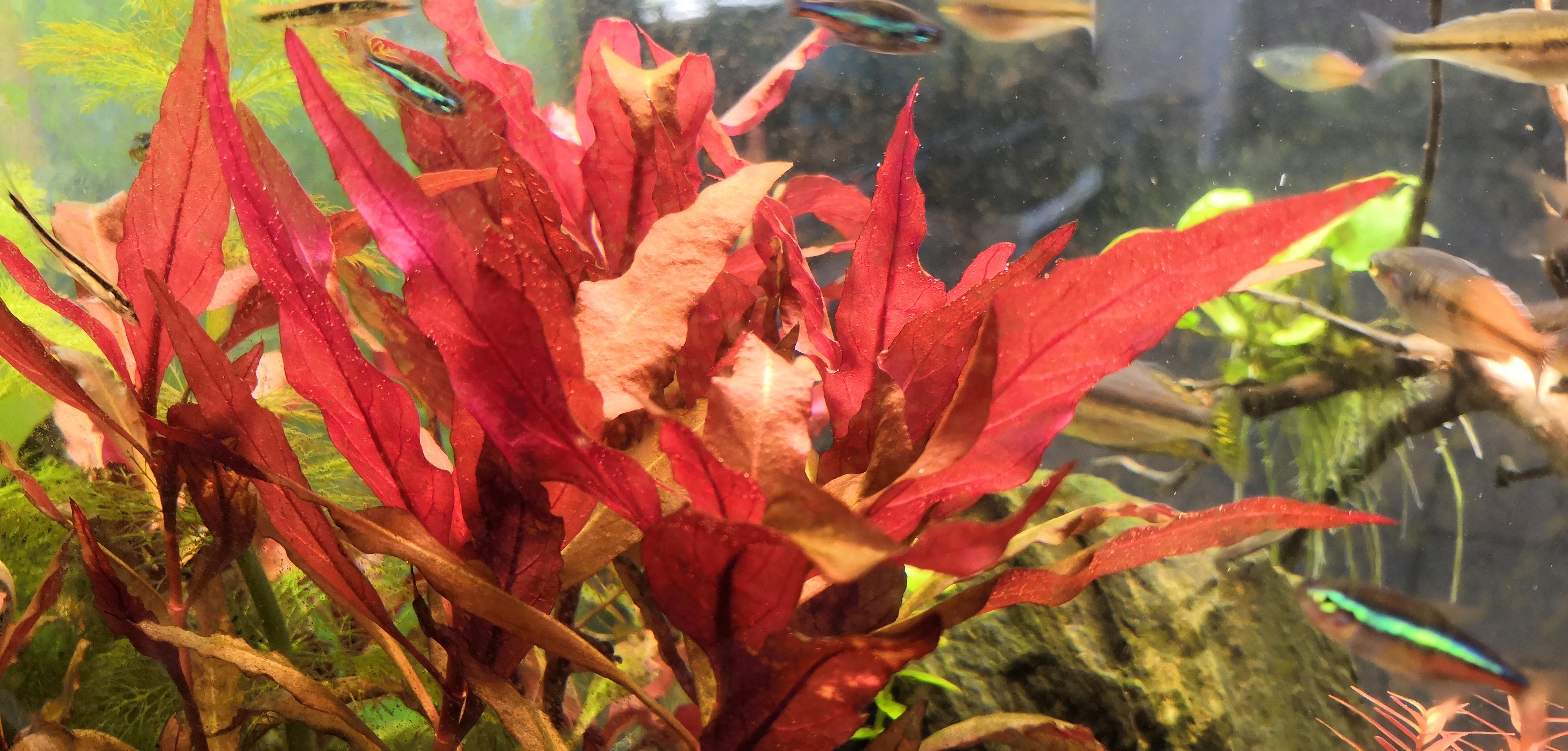 Akvaristika Kolaja foto 5