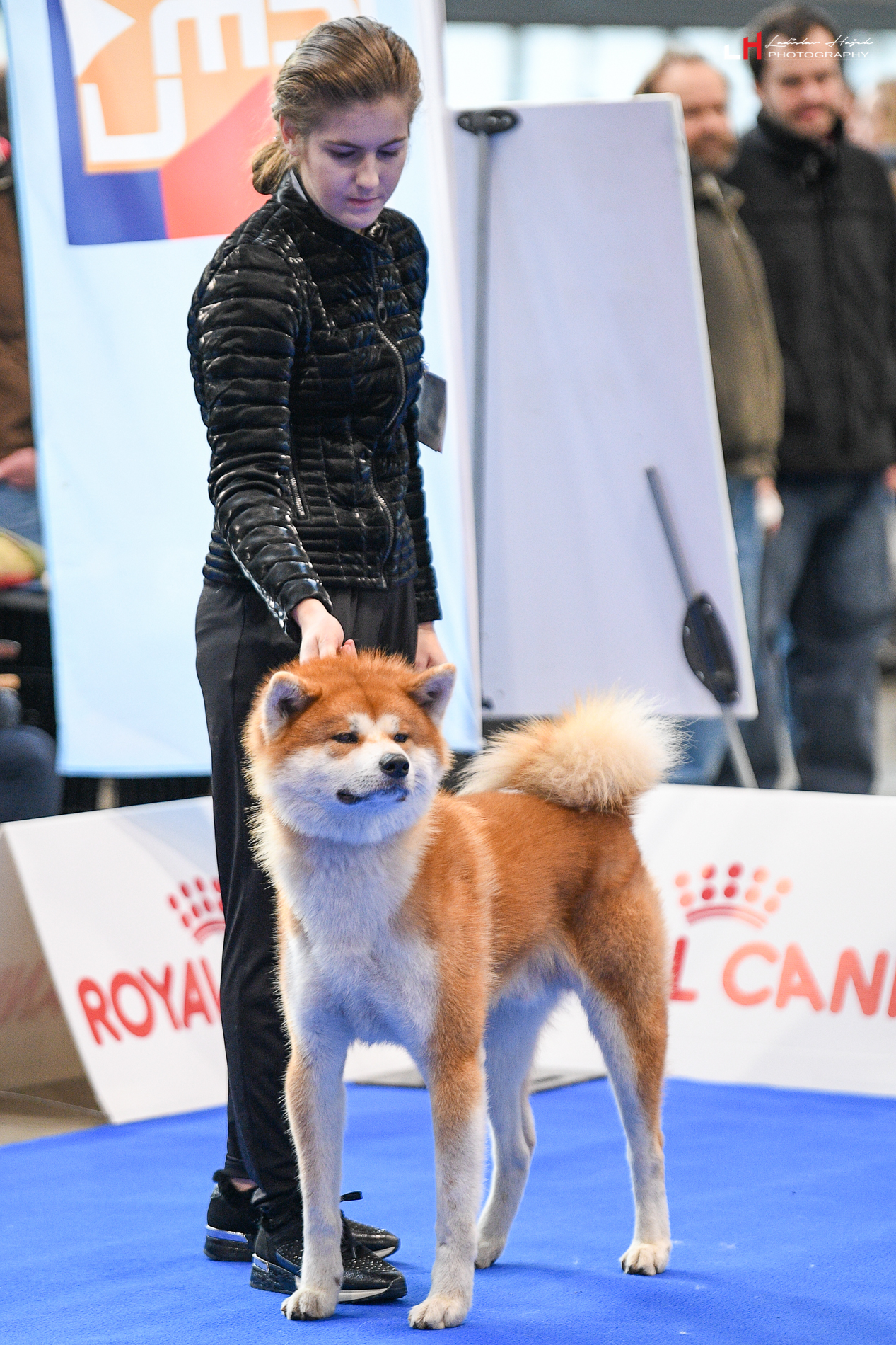 Ken'Ichi Ai - Chovatelská stanice Akita Inu foto 6