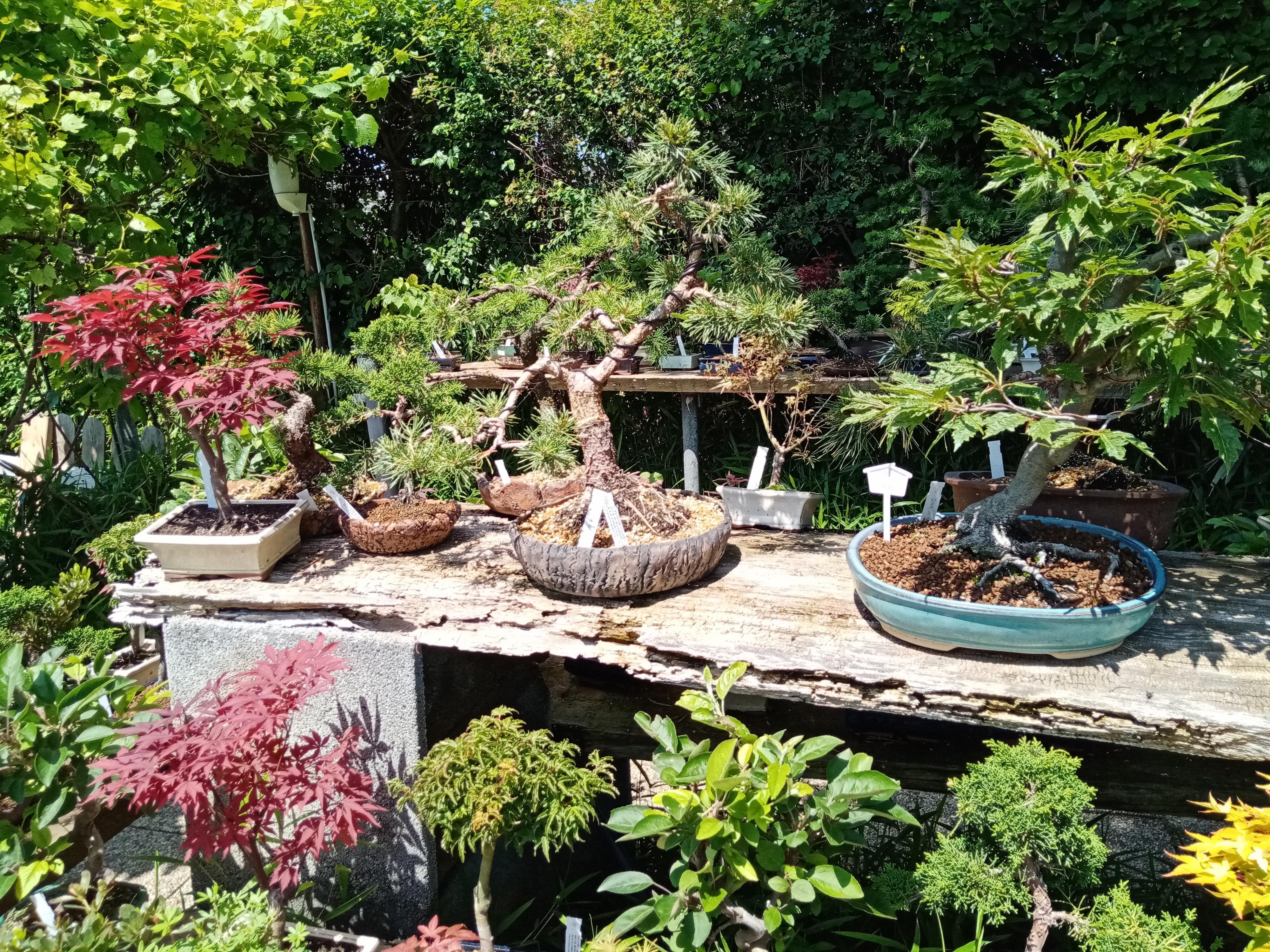Bonsai centrum Libčany foto 5