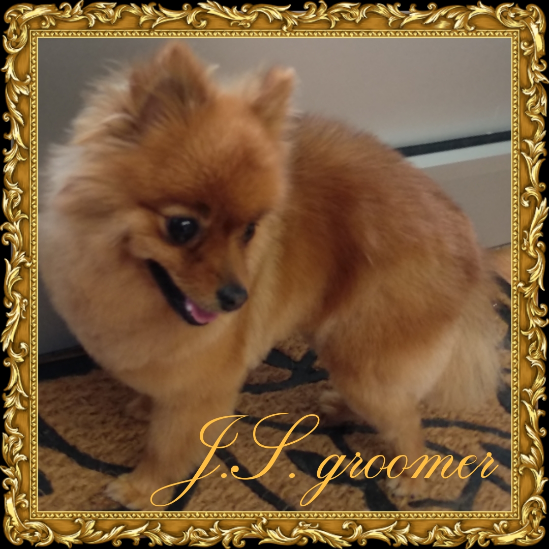 Psí salon J.S. groomer foto 3