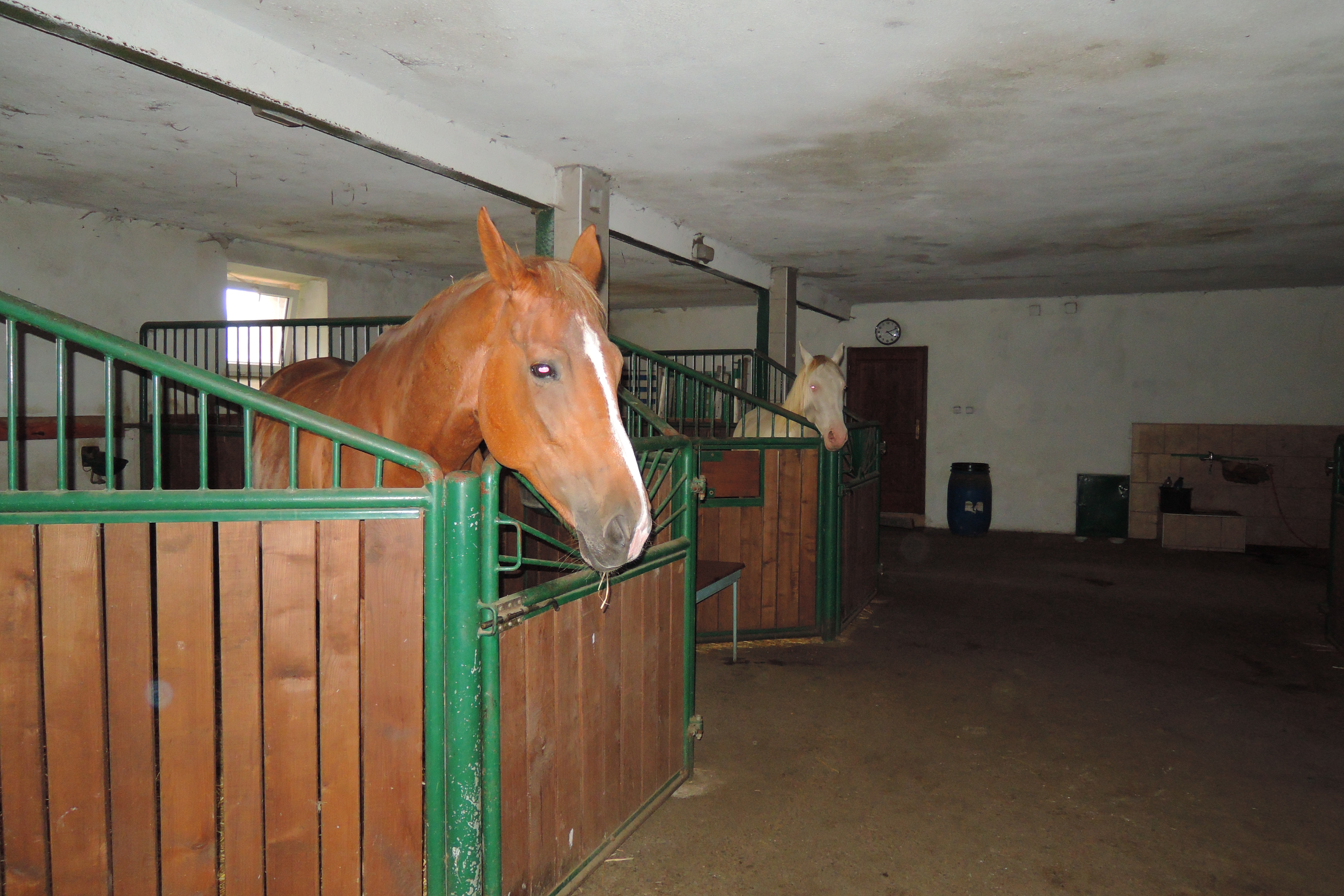 Zámecké stáje Nové Hrady foto 3