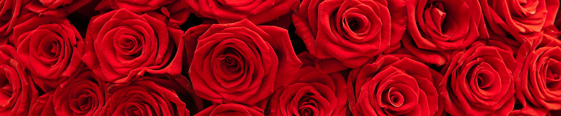 Úvodní obrázek Florea.cz