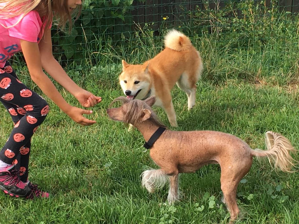 HolidayDog foto 5