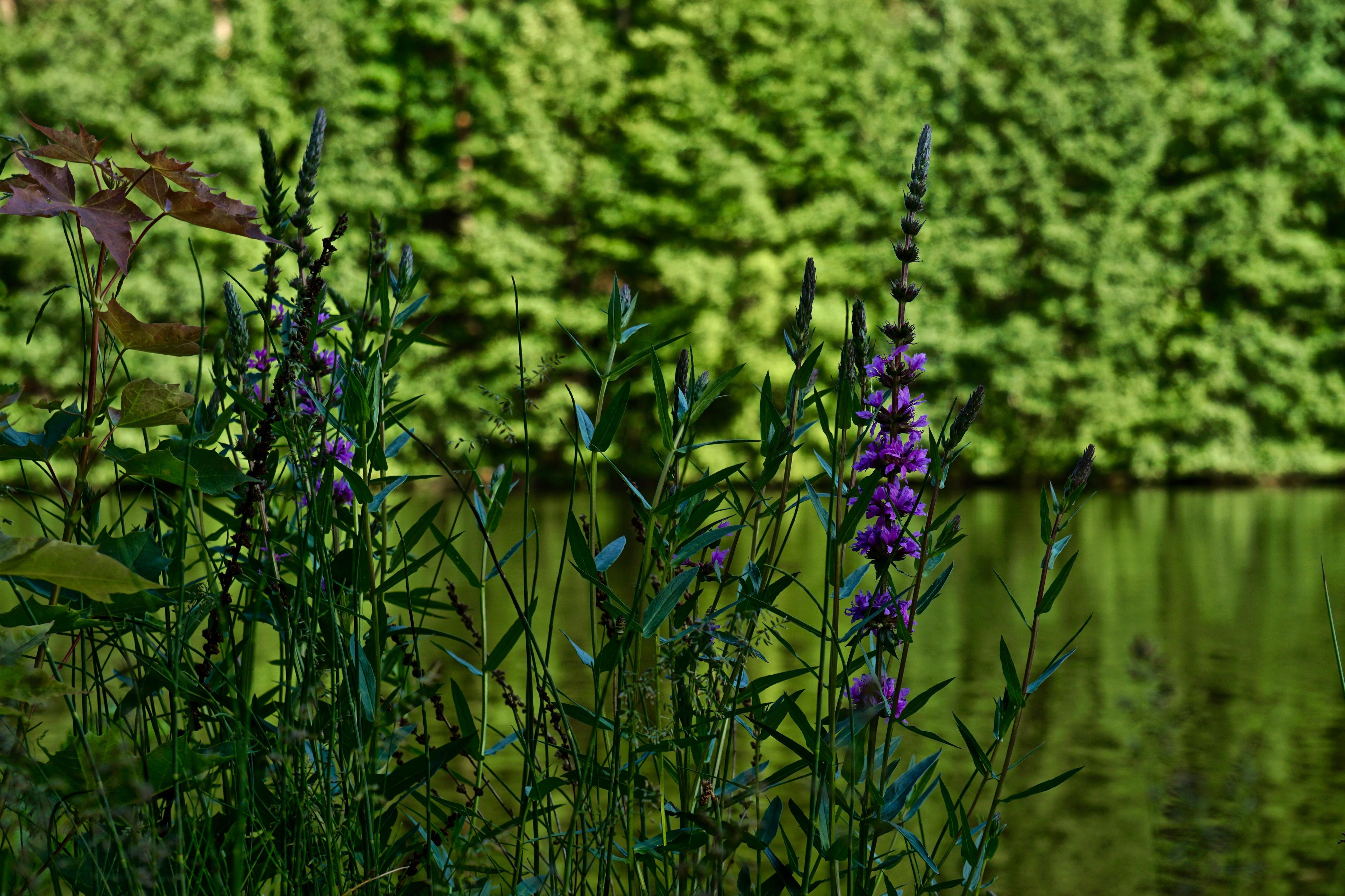 Přírodní koupaliště Medový Újezd foto 4