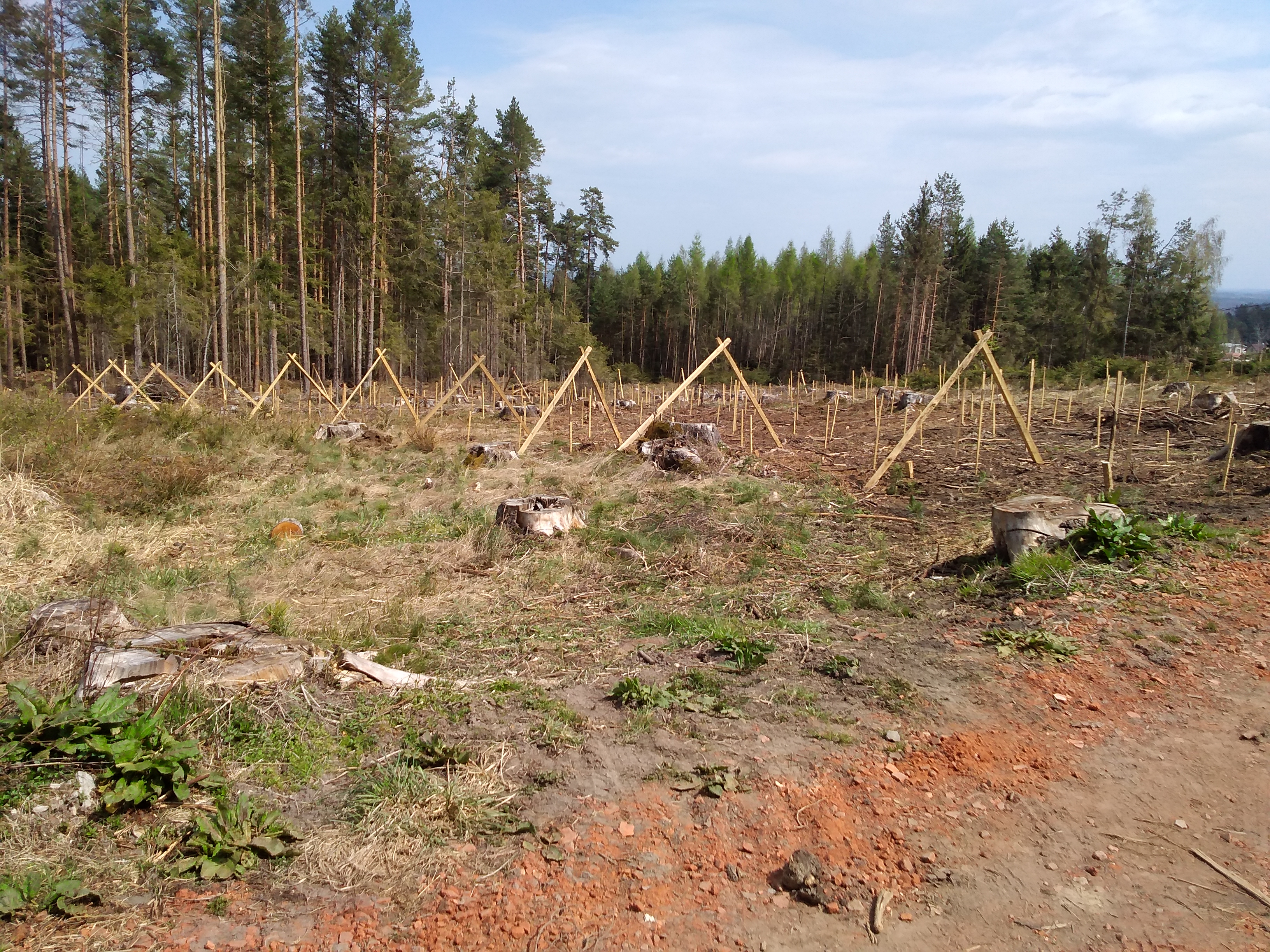 Lesní práce - Obnovles foto 3