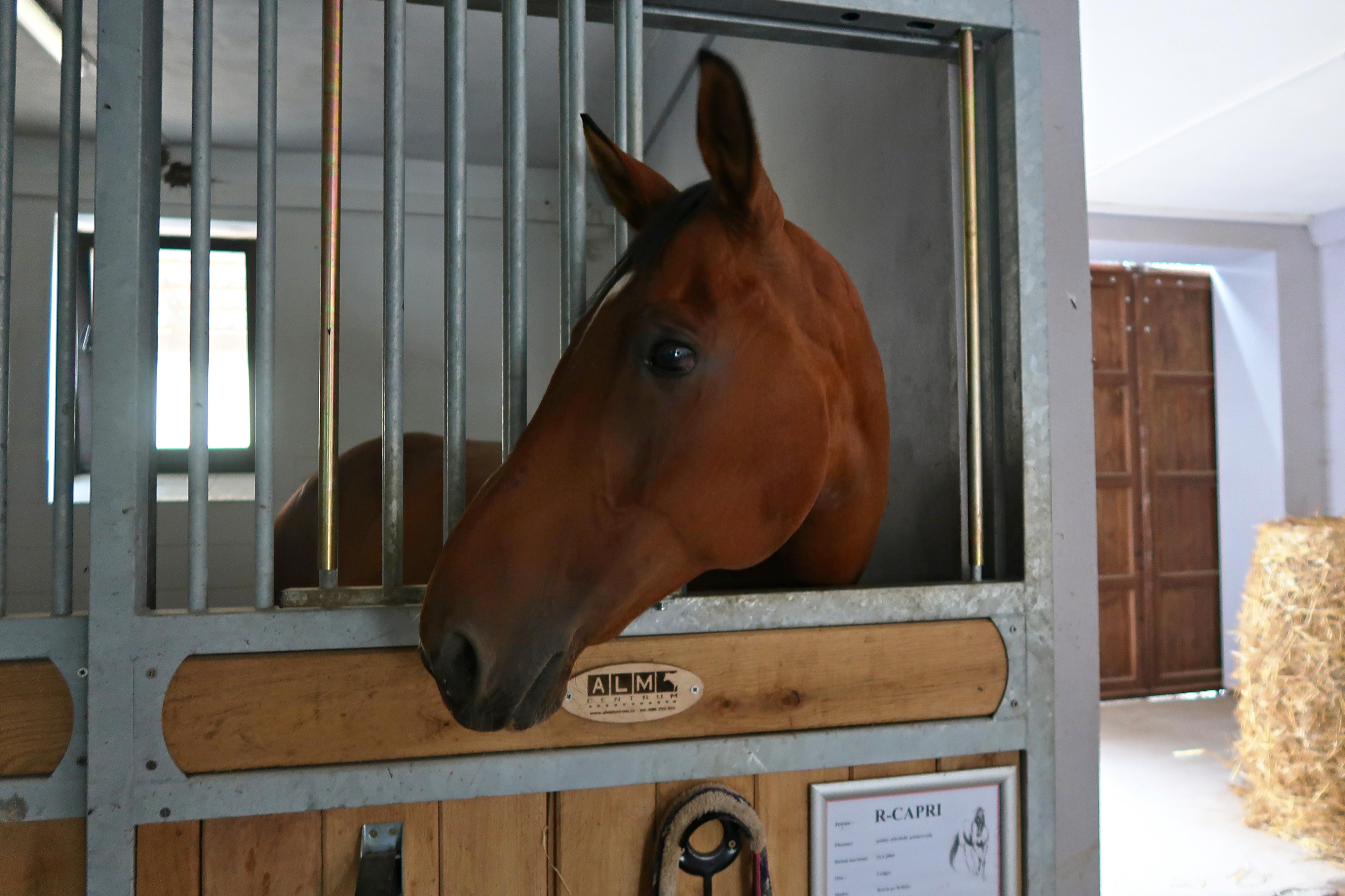 Jezdecký klub Český dvůr foto 2