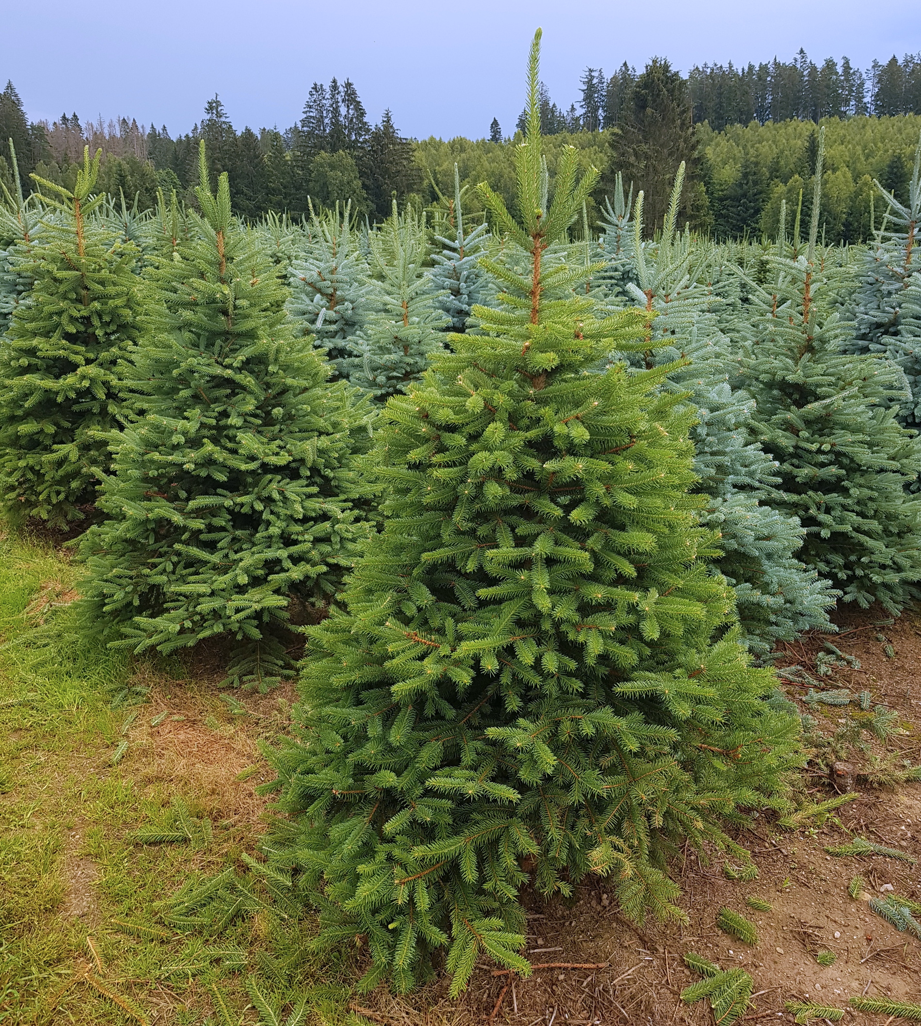 BAOBAB - vánoční stromky s.r.o. foto 6