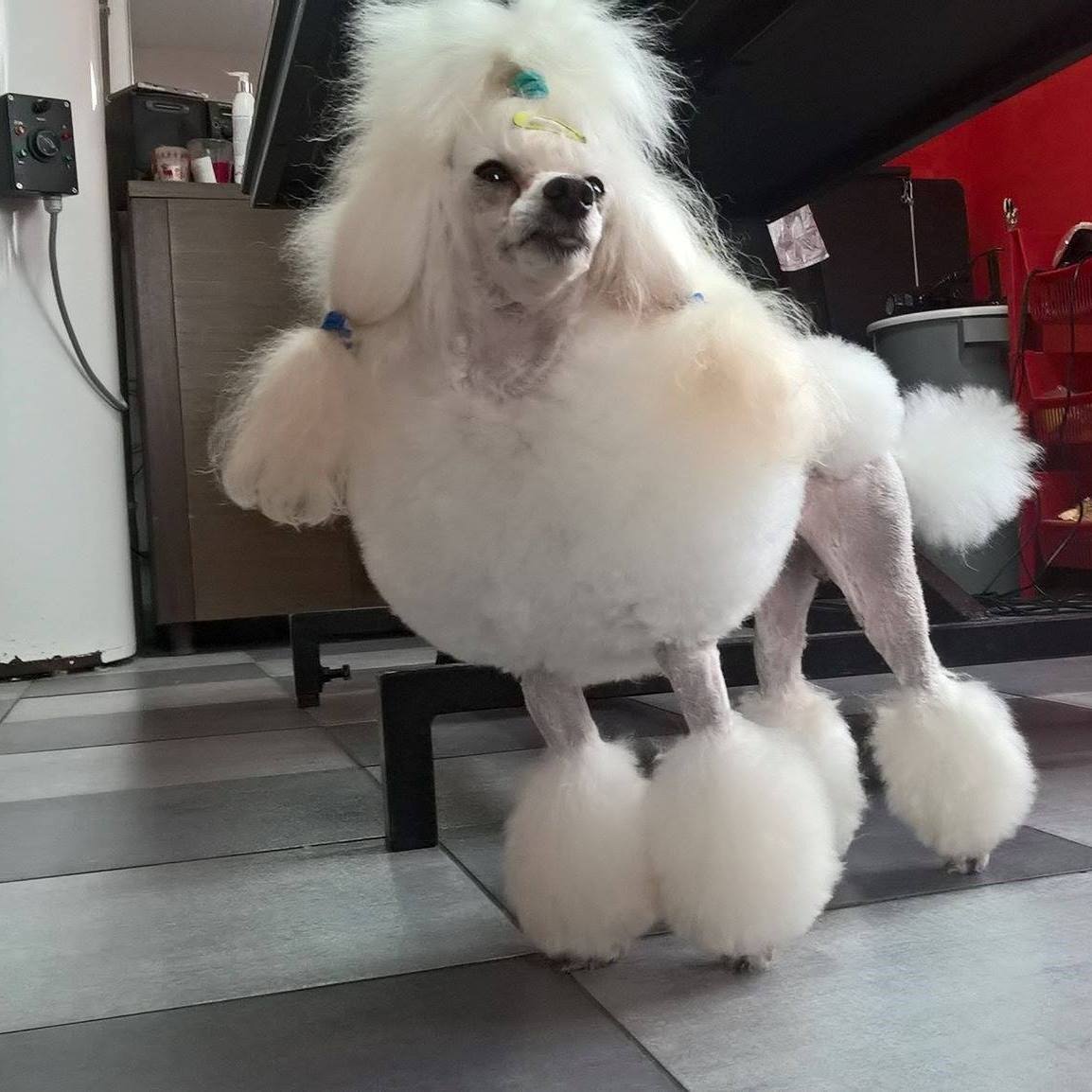 SALON BLACK AND WHITE foto 3