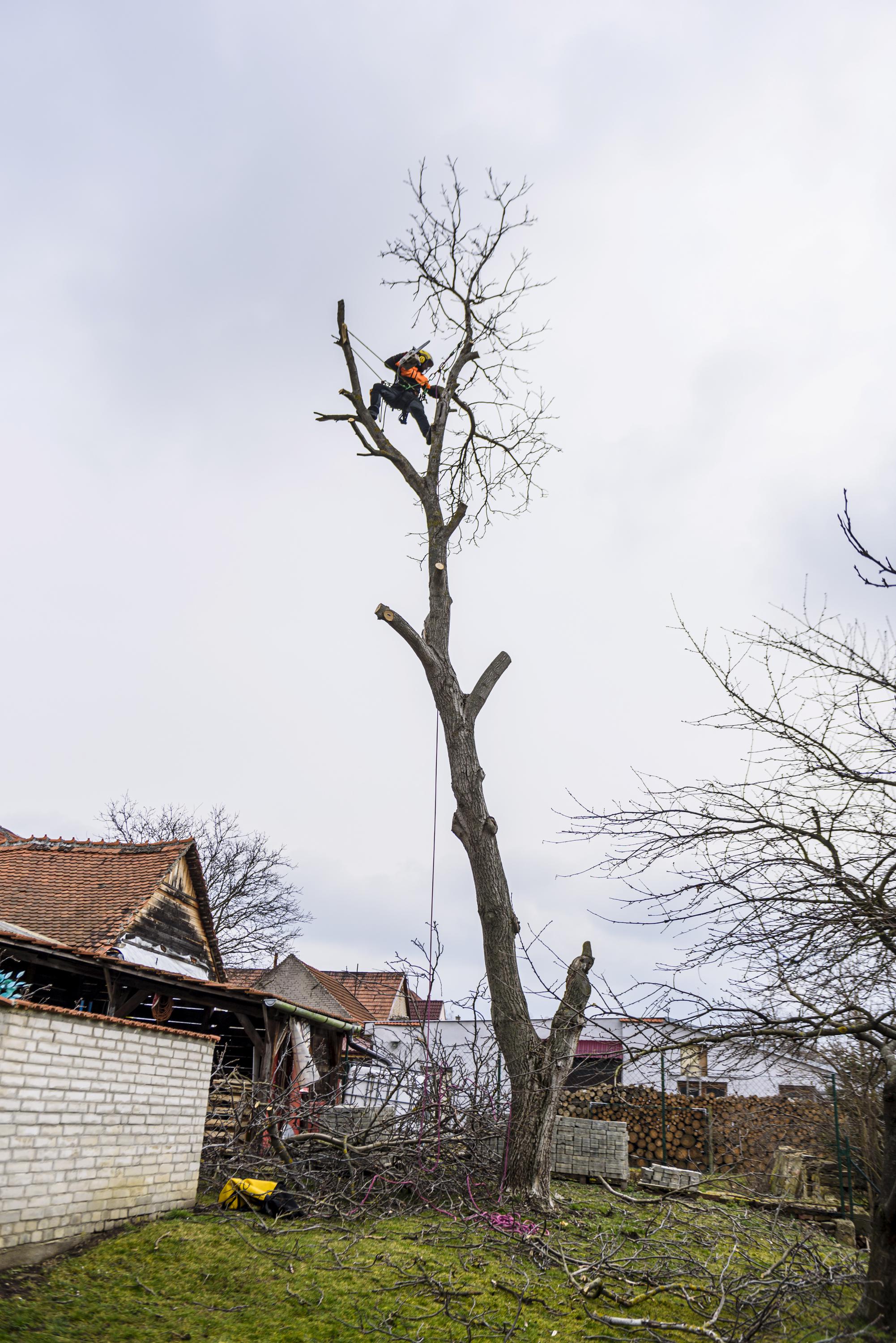 Bc. Ondřej Drábek - ARBORISTA foto 2