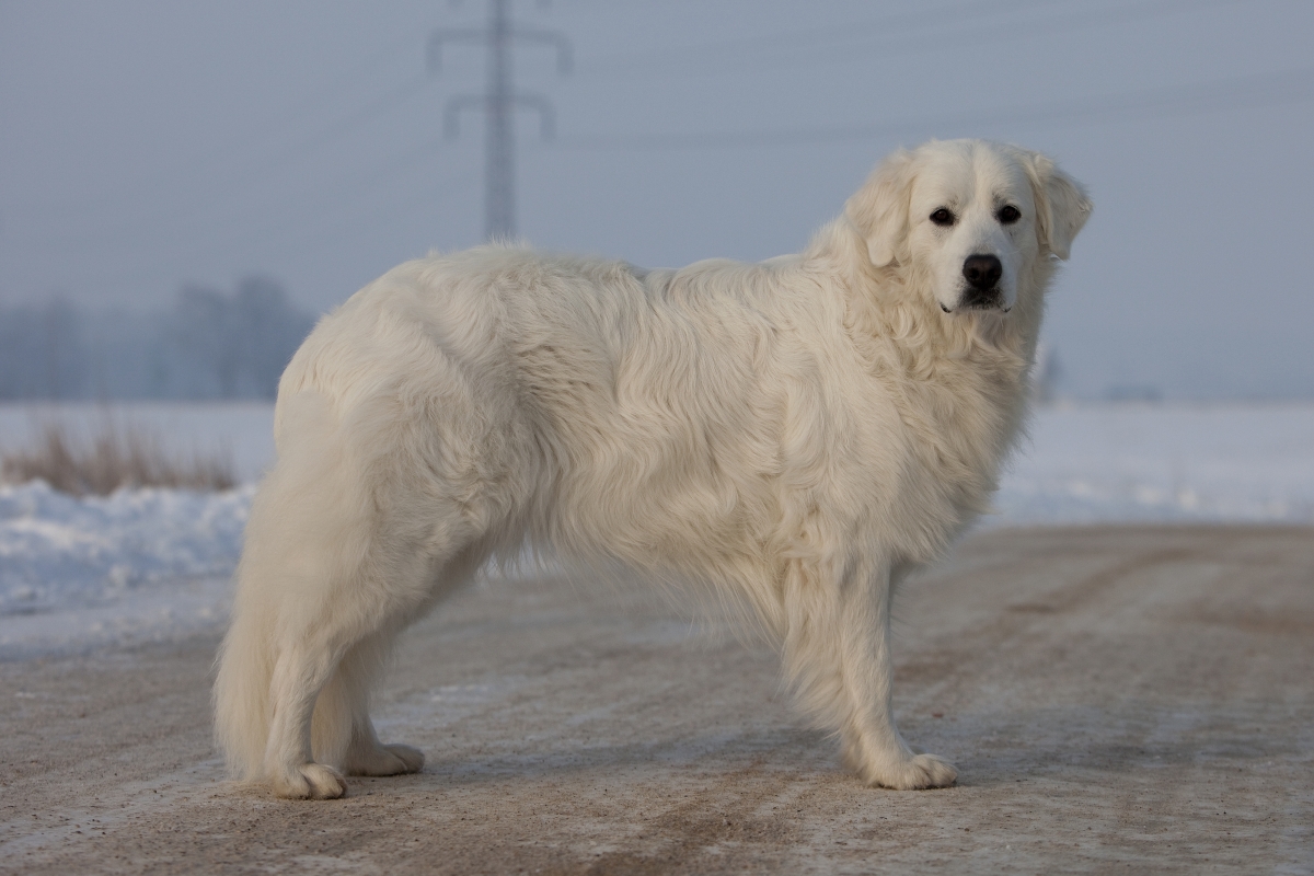 Klub chovatelů slovenských čuvačů v České republice založený v roce 1933, z.s.