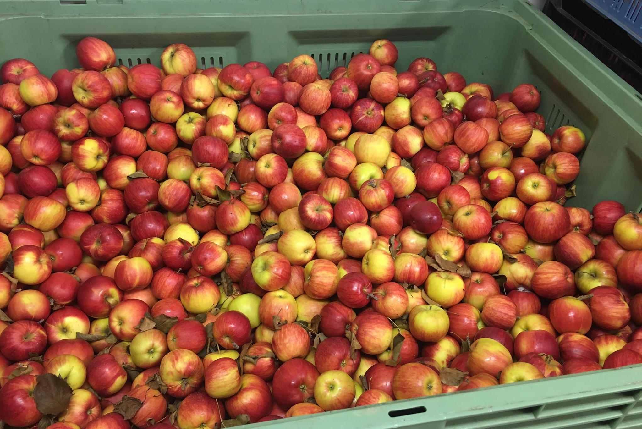 České Ovoce a Zelenina Lorenc