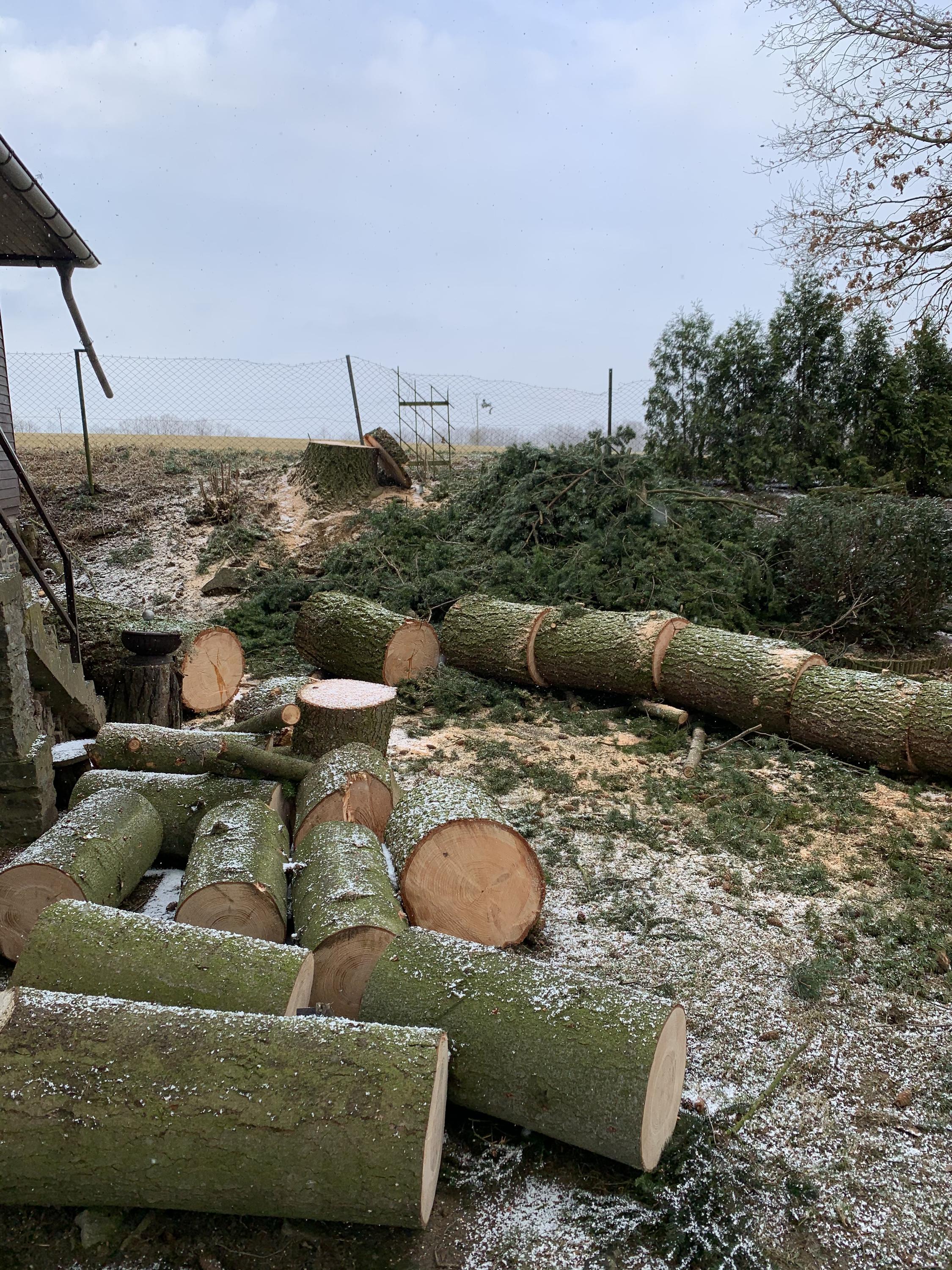 ArboSOS - Rizikové kácení stromu a výškové práce foto 2