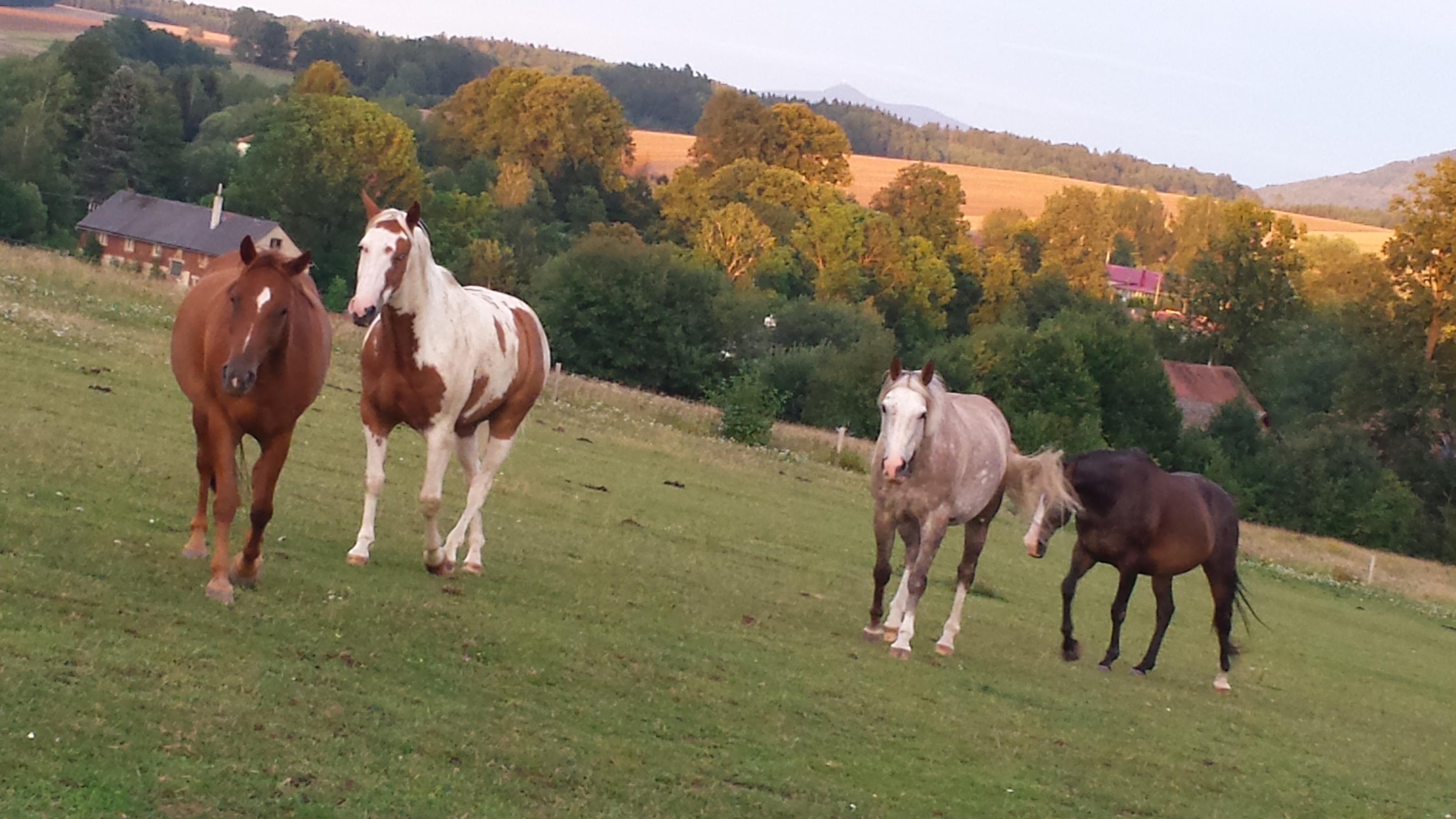 Jezdecký klub Tequila Ranch Lindava foto 2