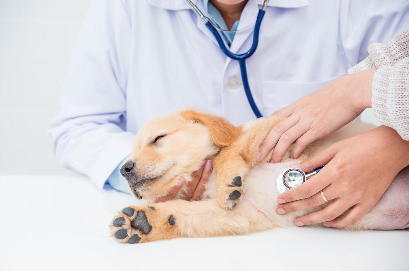 Veterinární ordinace Jedlička Radomír MVDr.