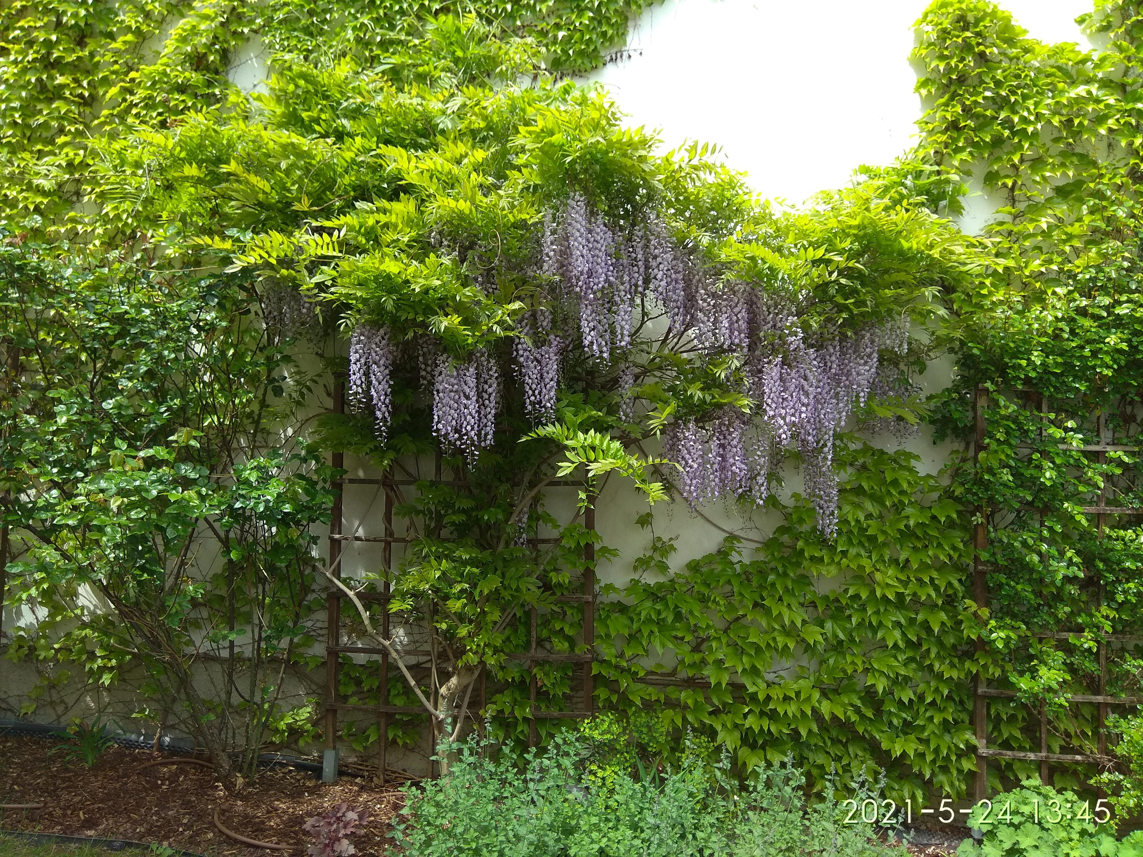 Café Vídeň foto 3