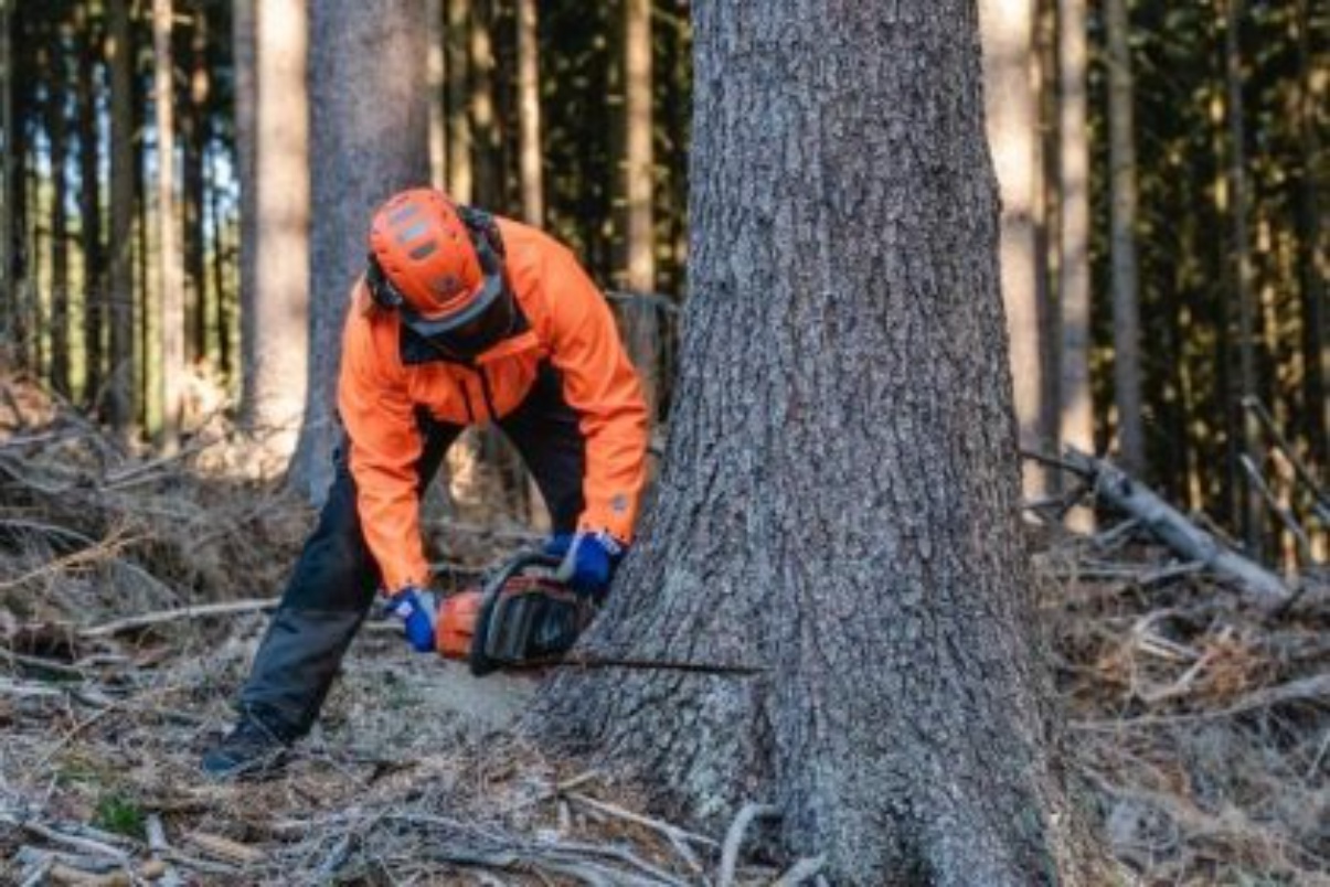 Kácení a údržba flóry Antonín Kollman foto 3
