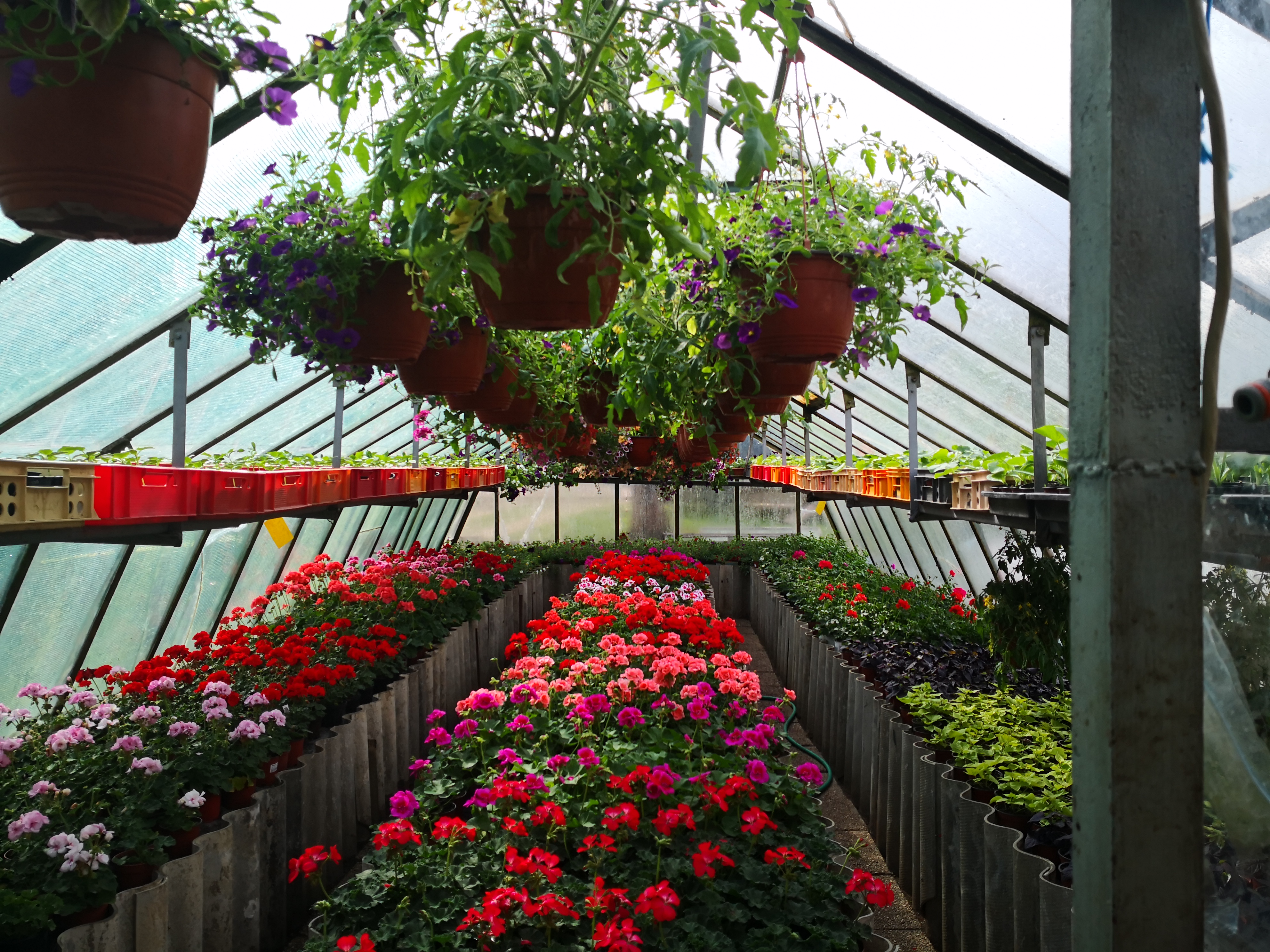 Zahradnictví Gejzír