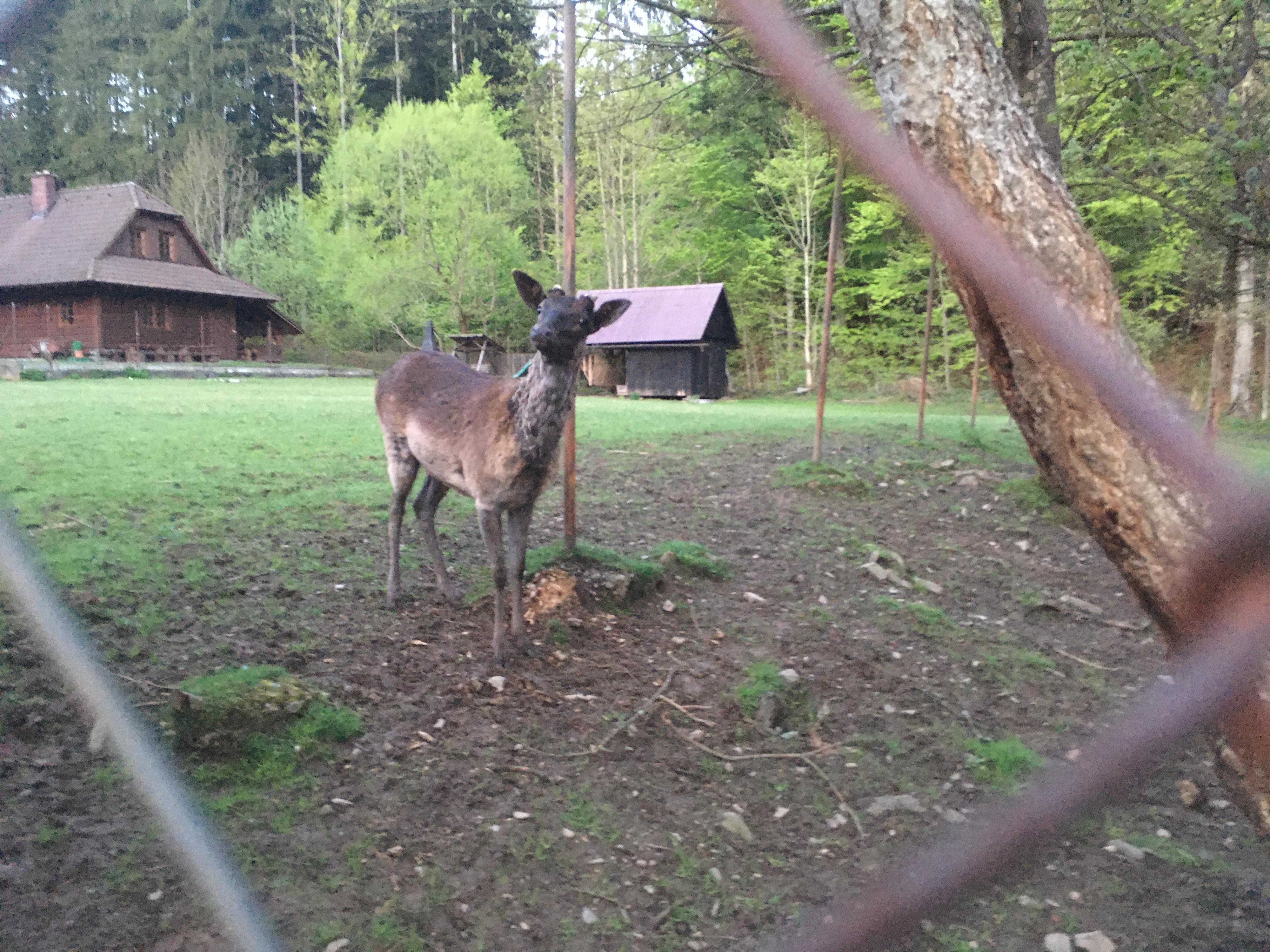 Chalupy u dančí a jelení obory foto 6