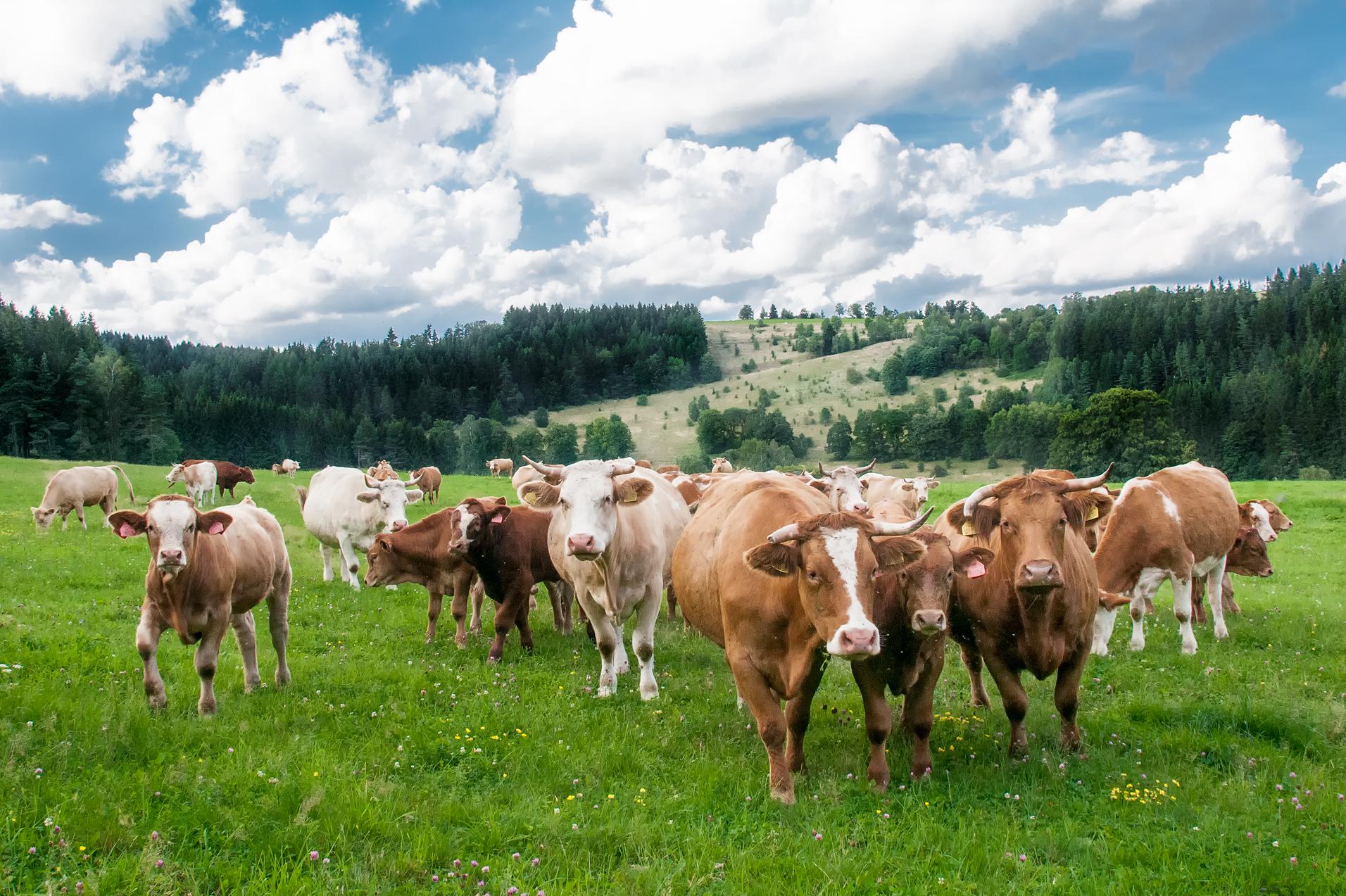 ŘEZNICTVÍ MEATPOINT