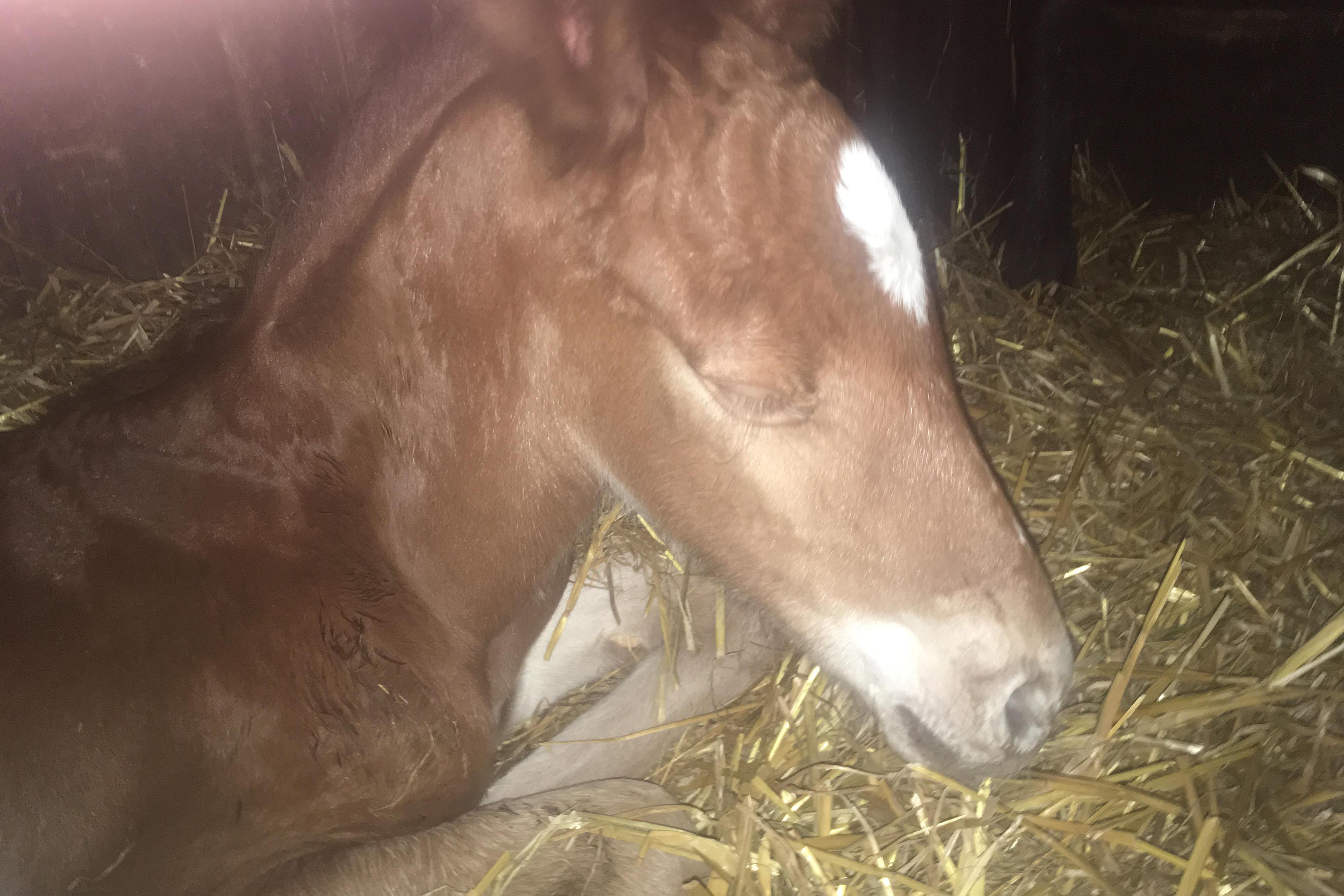 Stáj Zámecký dvůr, s.r.o.