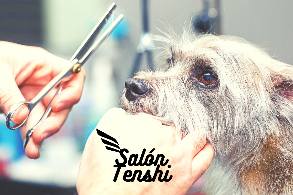 Psí salón Tenshi foto 2