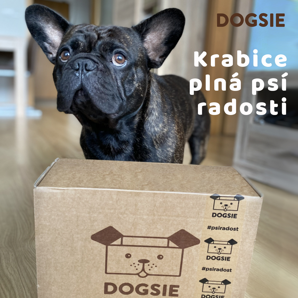 Dogsie.cz foto 4