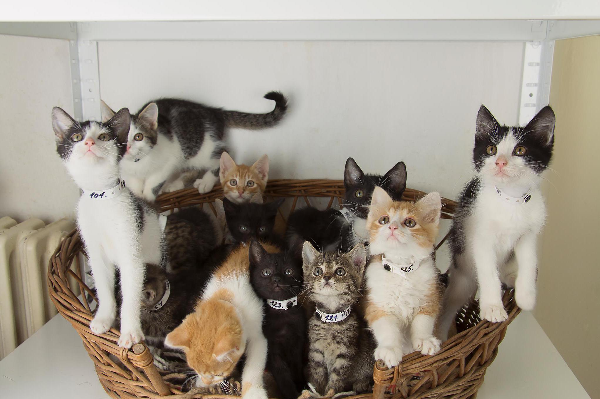 Kočky Bohumín z.s.