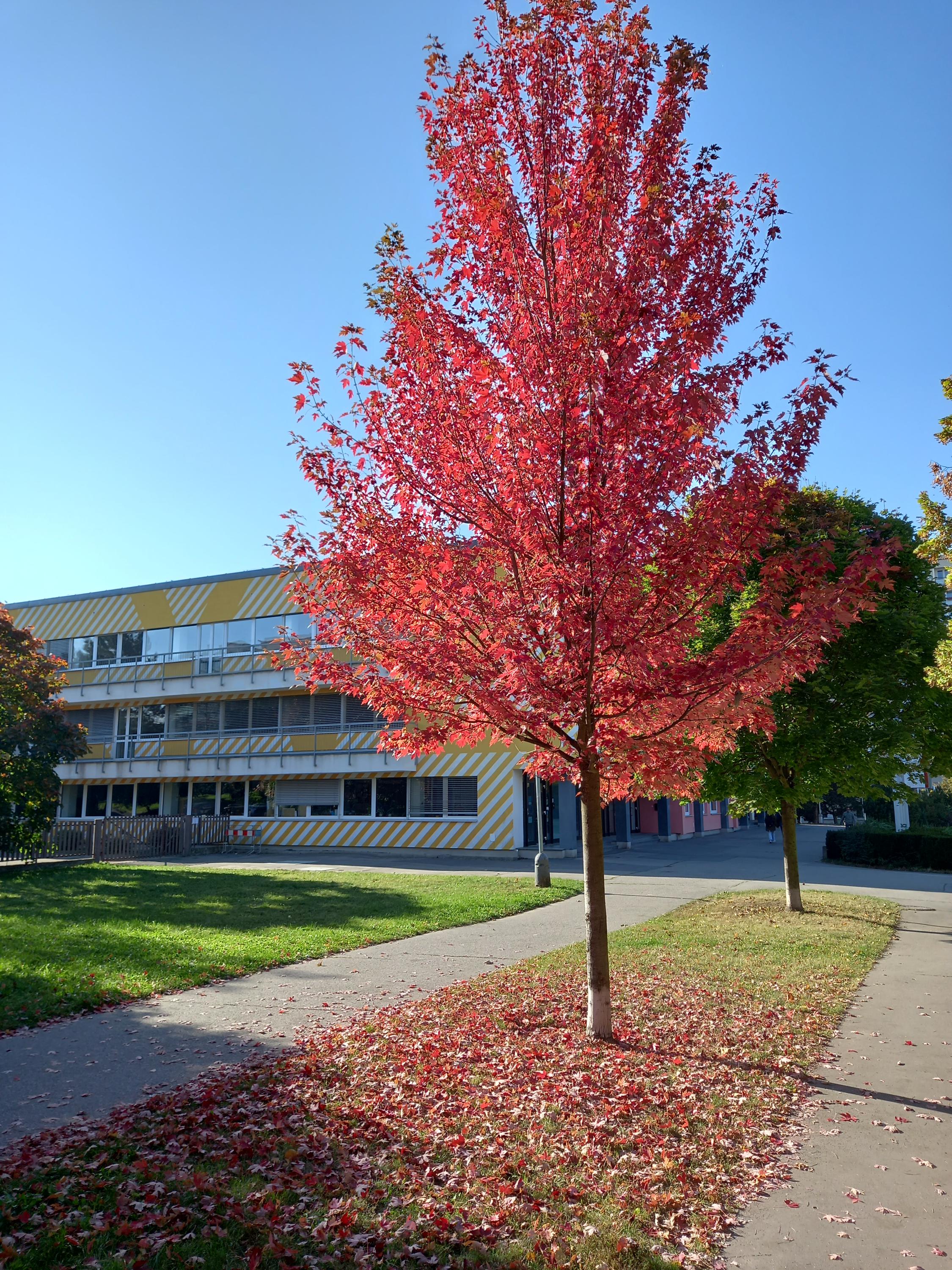 Soukromá vyšší odborná škola umění a reklamy, s.r.o. foto 2