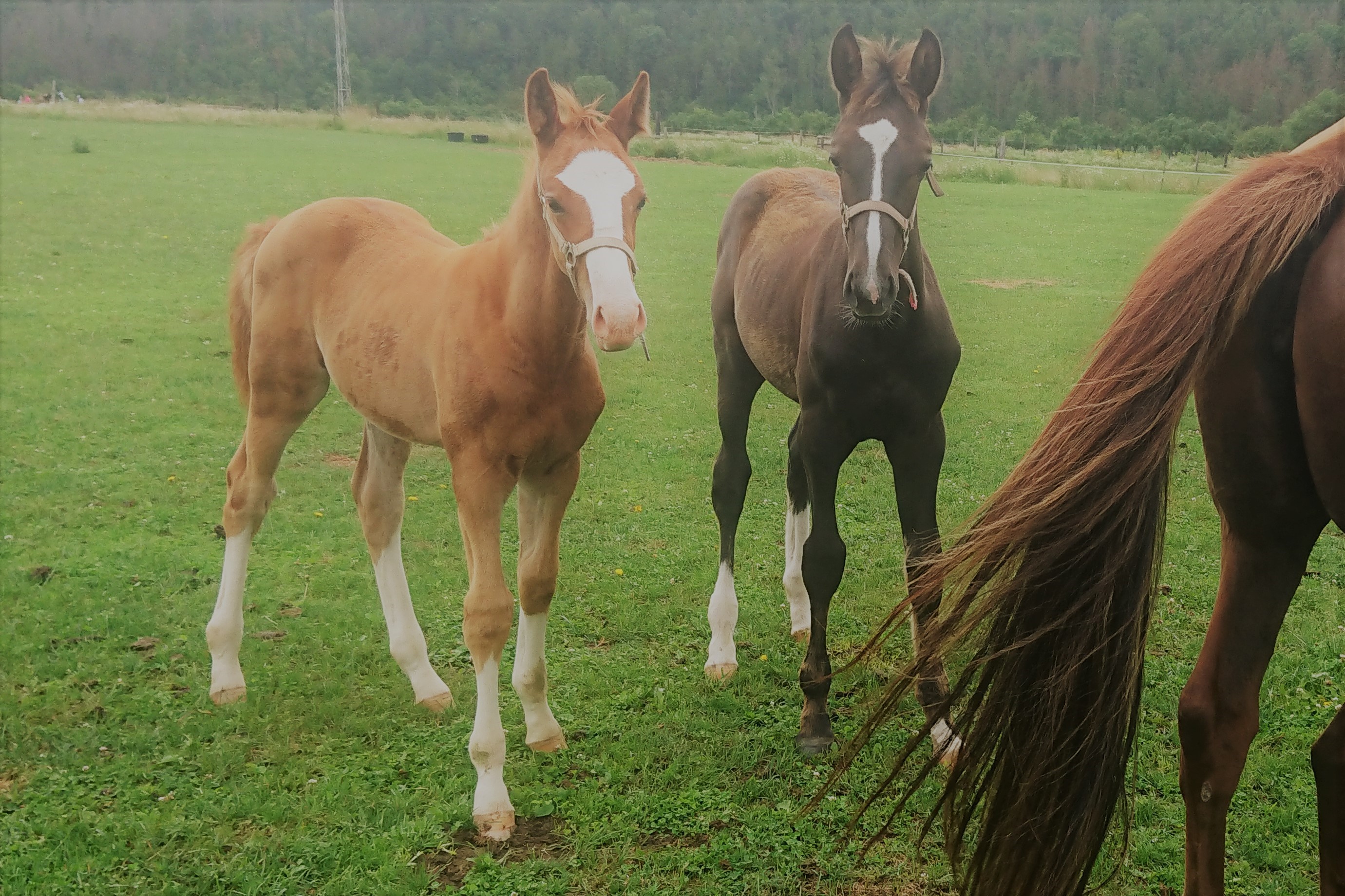 Farma Bojov - JK Paganini foto 4