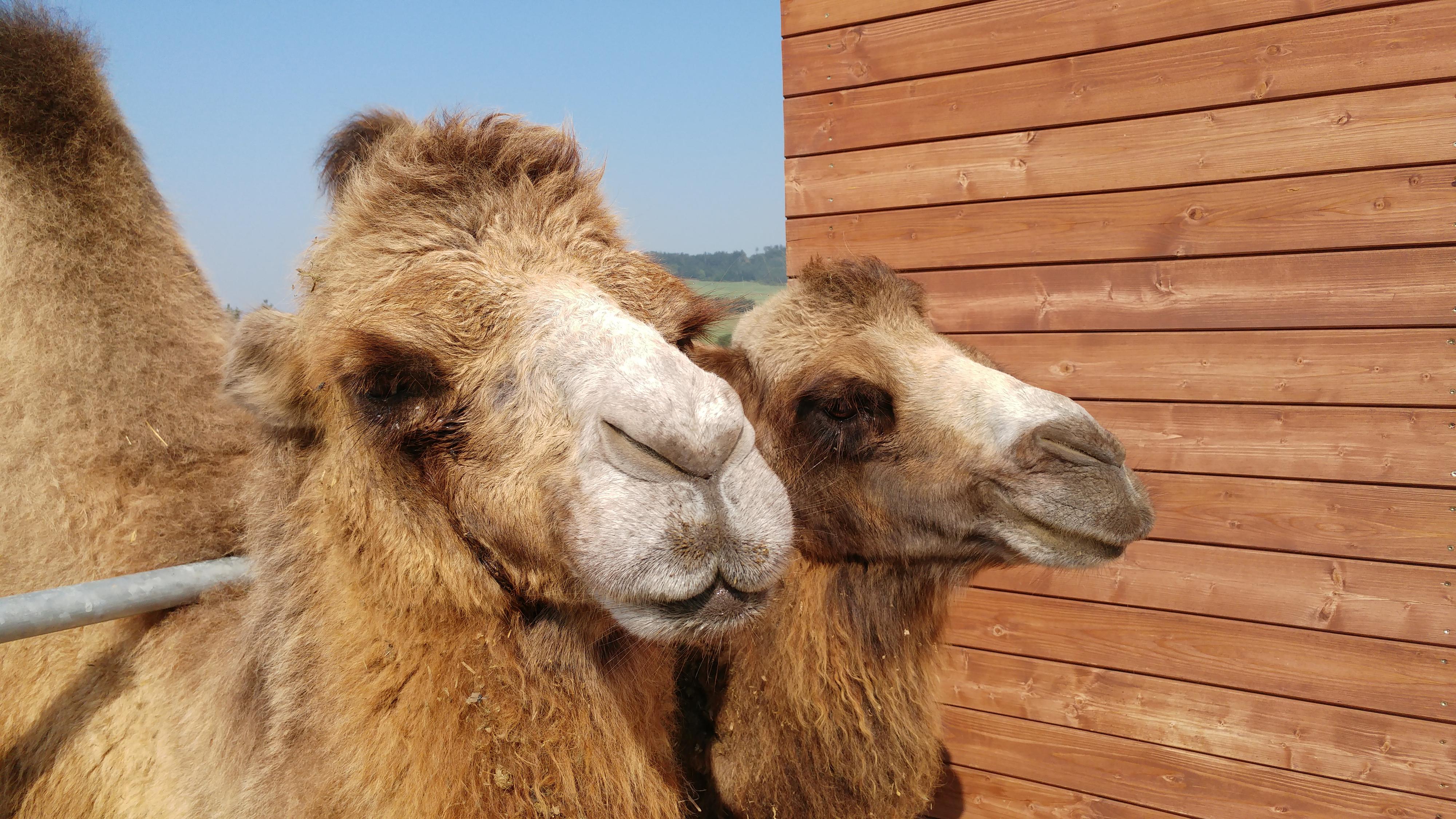 Areál Barochov - ustájení koní foto 4