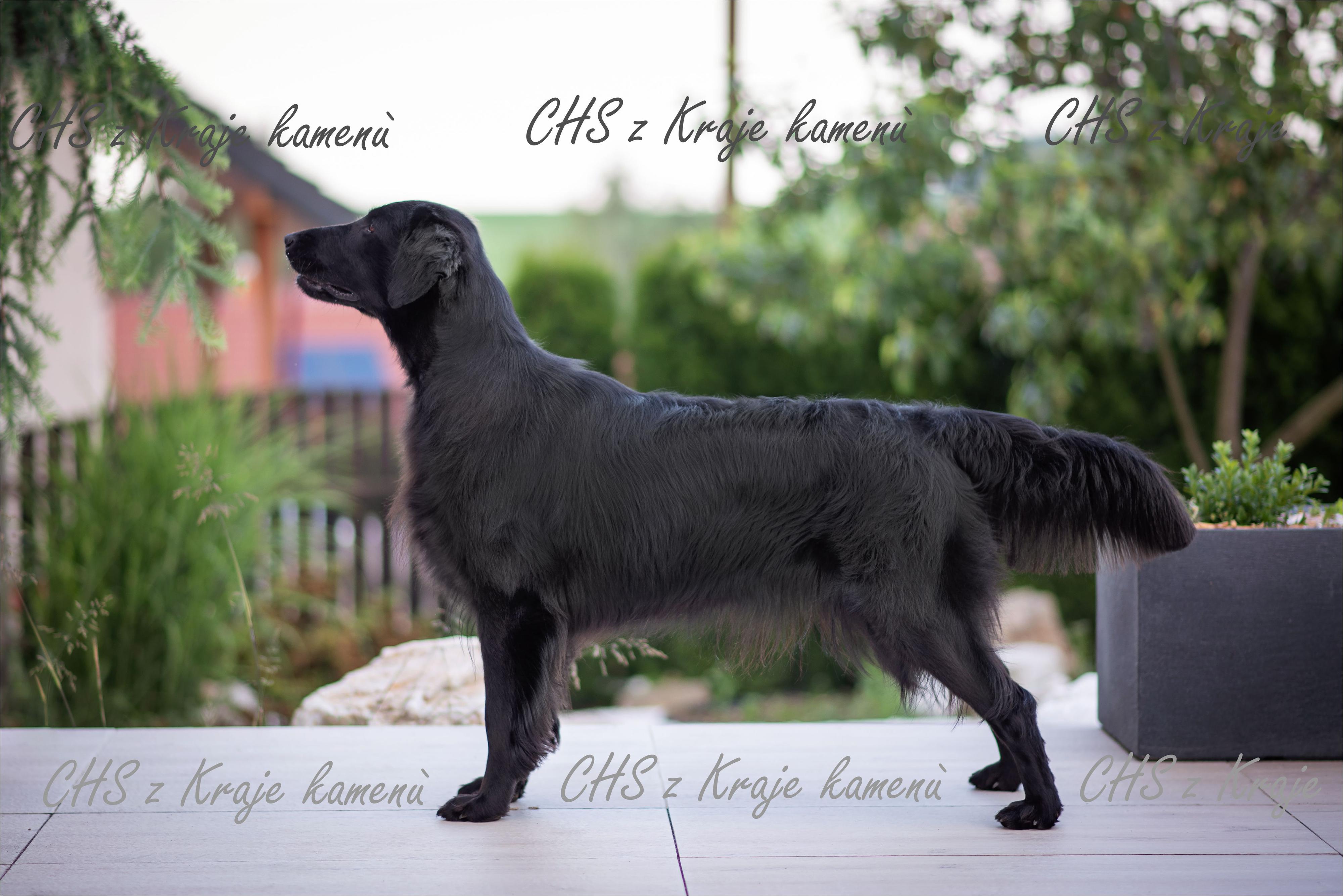 Z Kraje kamenů - chovatelská stanice Flat coated retriever foto 2