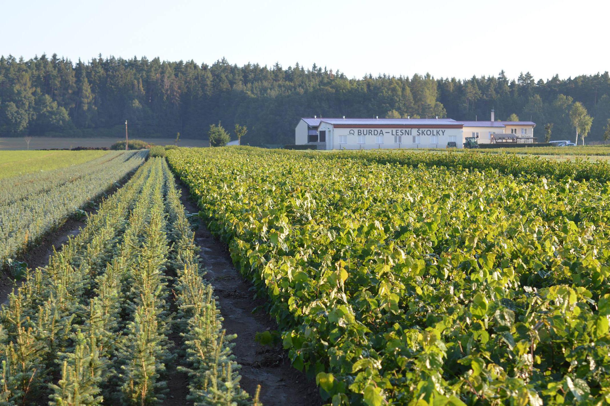 Lesní školky Burda