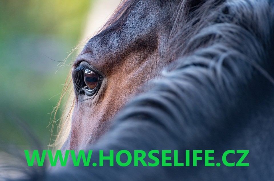 Marie Dreslerová - Horse life foto 2