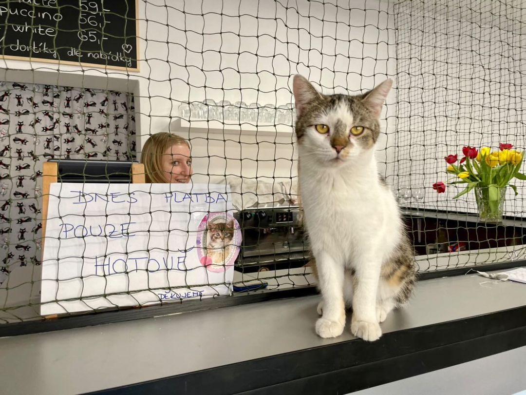 Kočičí Ráj - adopční kavárna foto 2