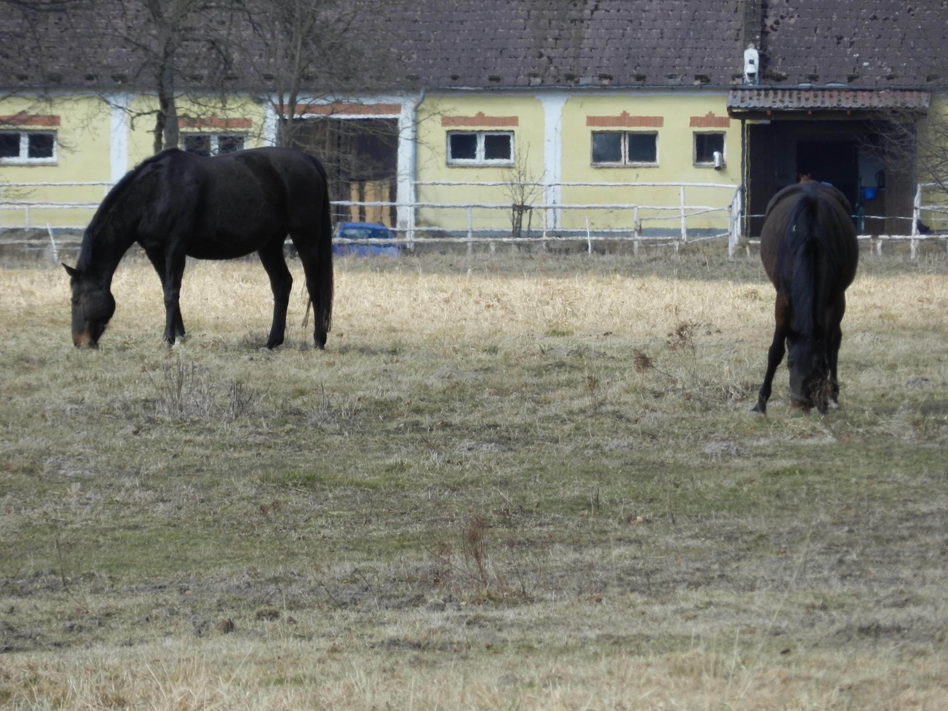 Hřebčín Obora, spol. s r.o.