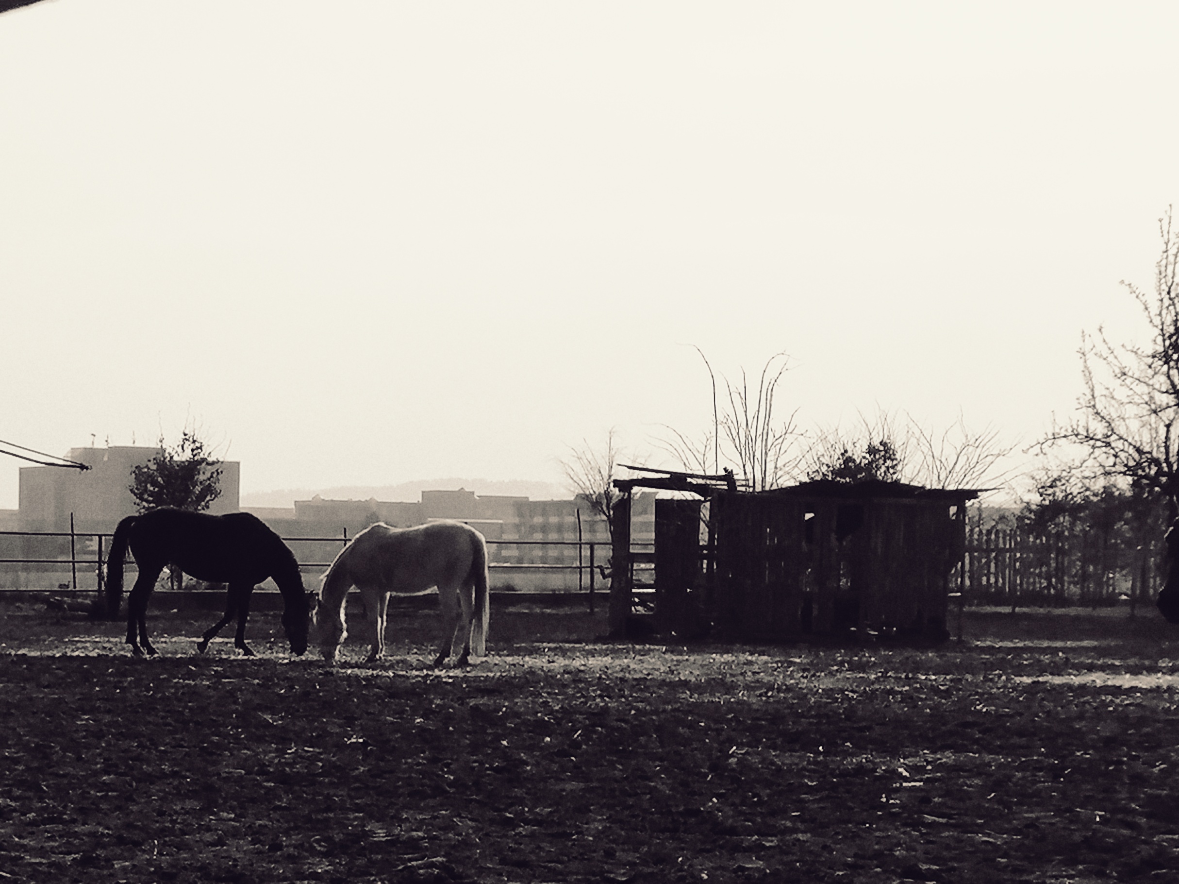 Jízdárna Cavalo foto 5