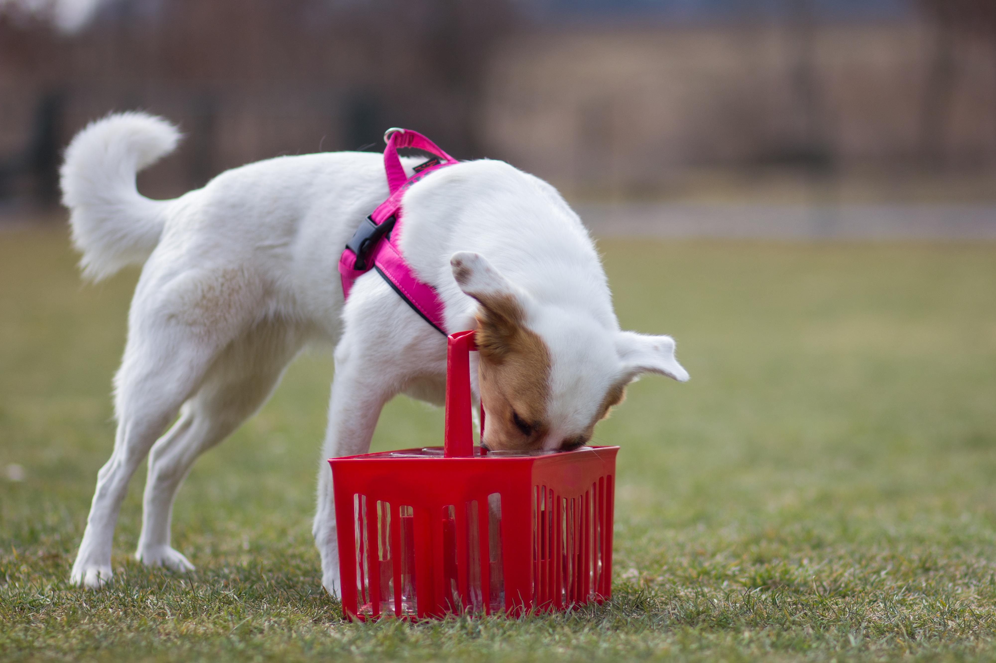 Dogsteps.cz foto 2