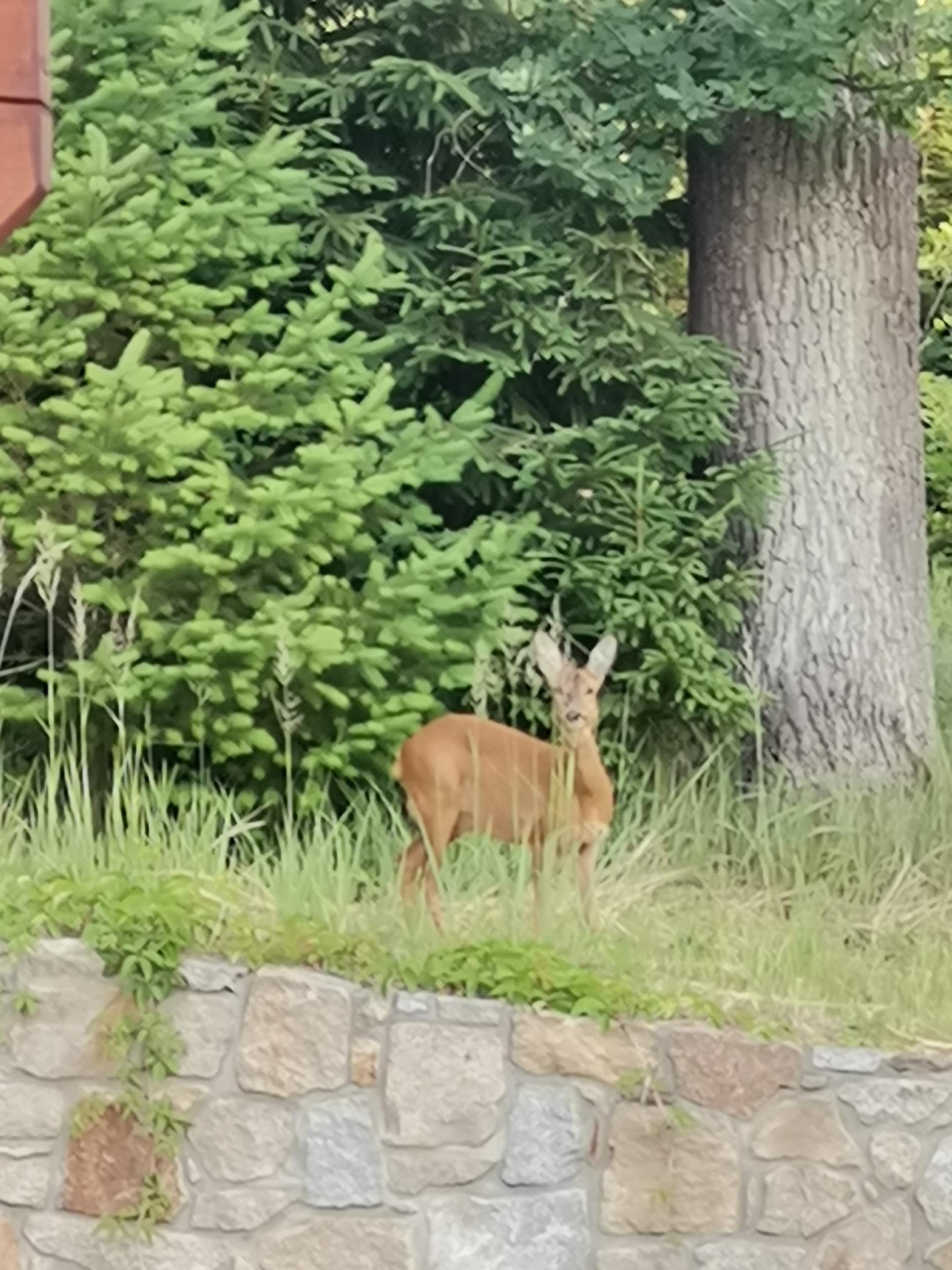 Apartmány Pod Lesem foto 2
