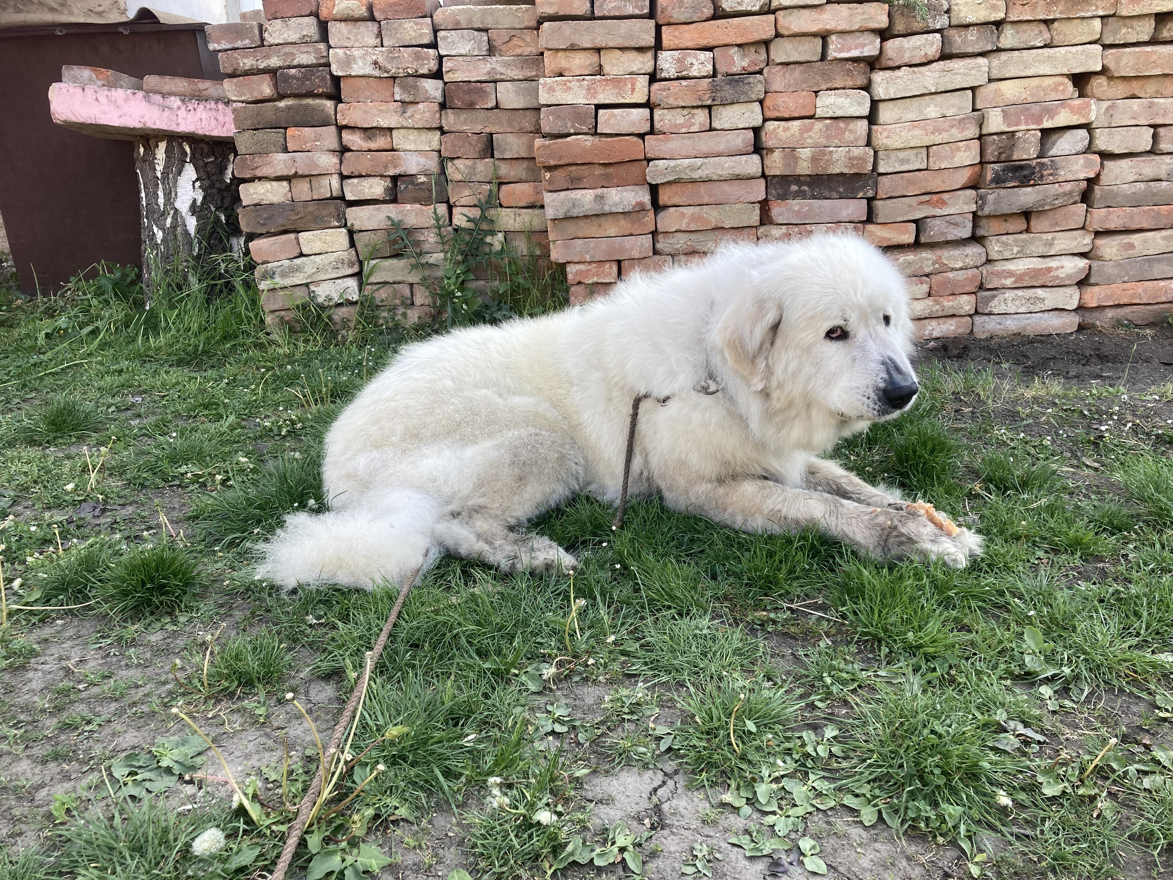 Mobilní psí salón Happy Tail foto 3