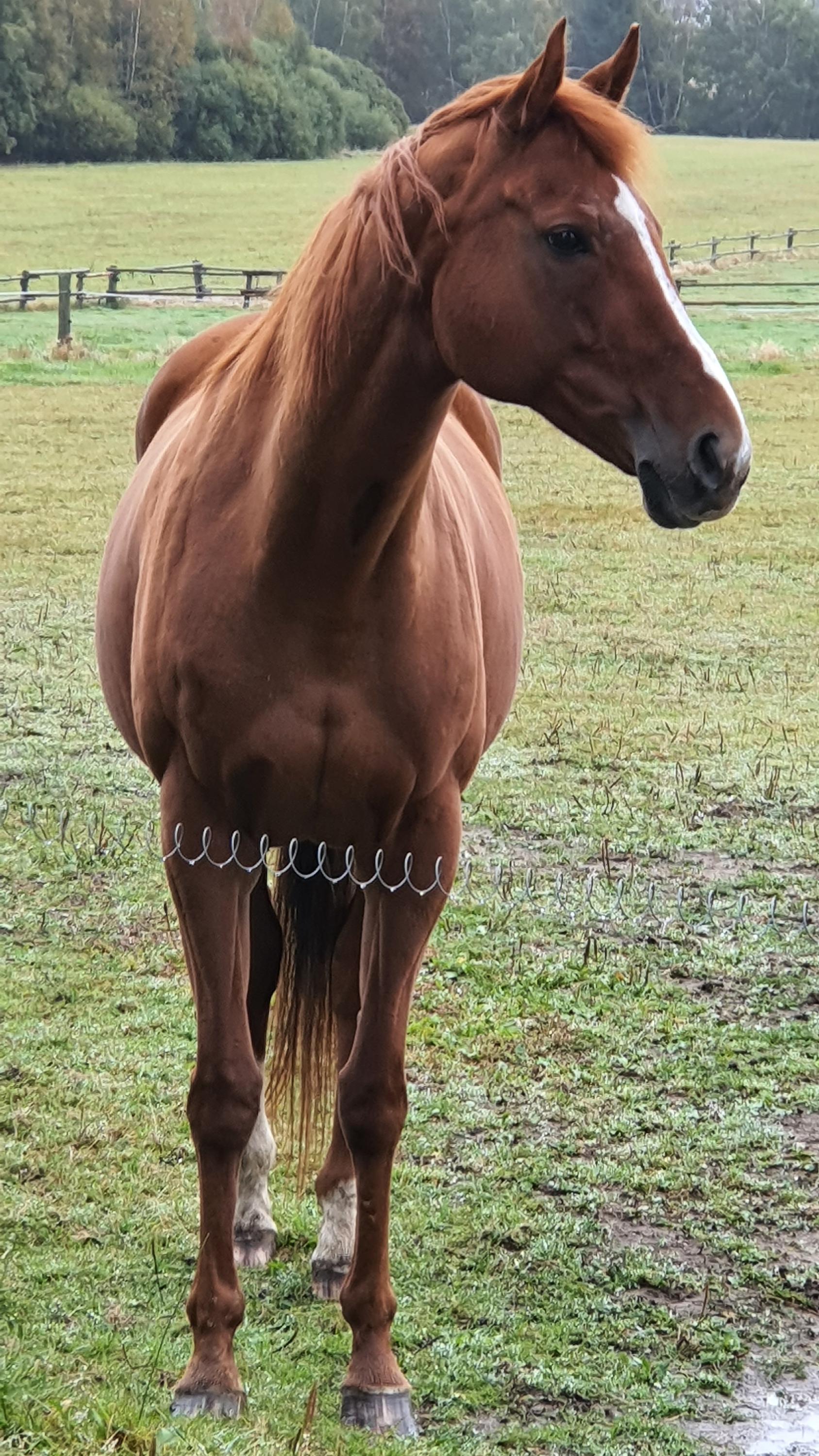 Farma Horní Paseky foto 4