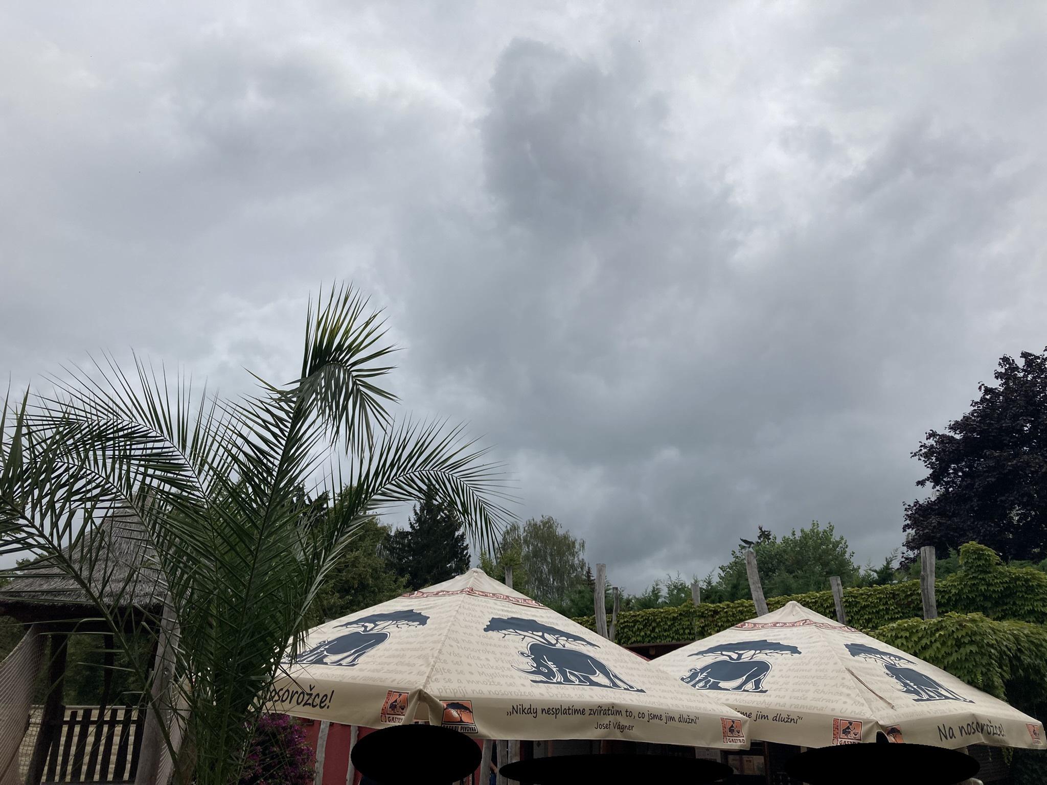 Ice & café KIBO foto 4