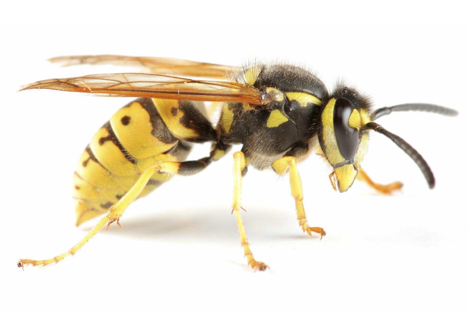 Likvidace vosího hnízda do 24 hodin