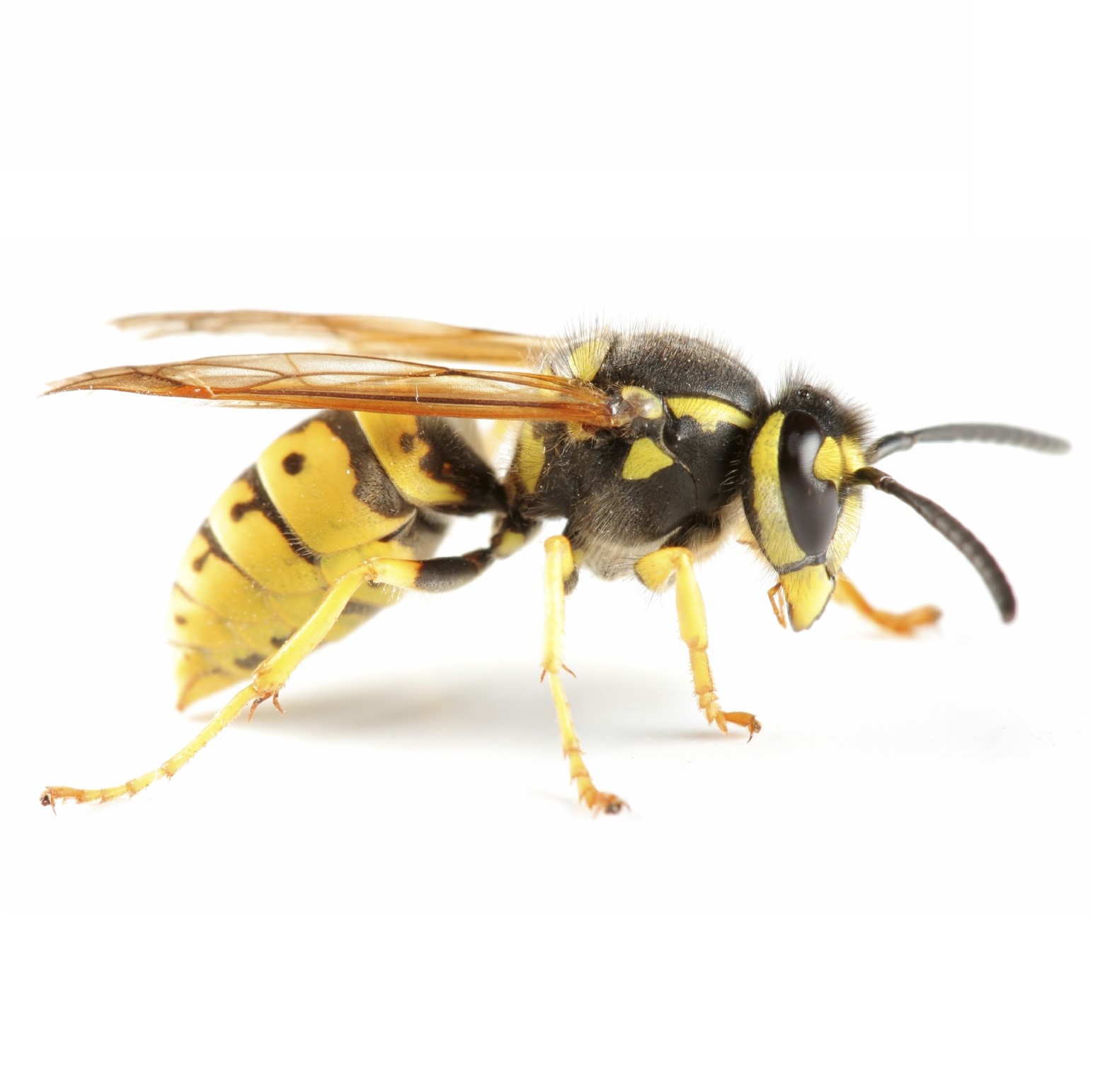 Likvidace vosího nebo sršního hnízda