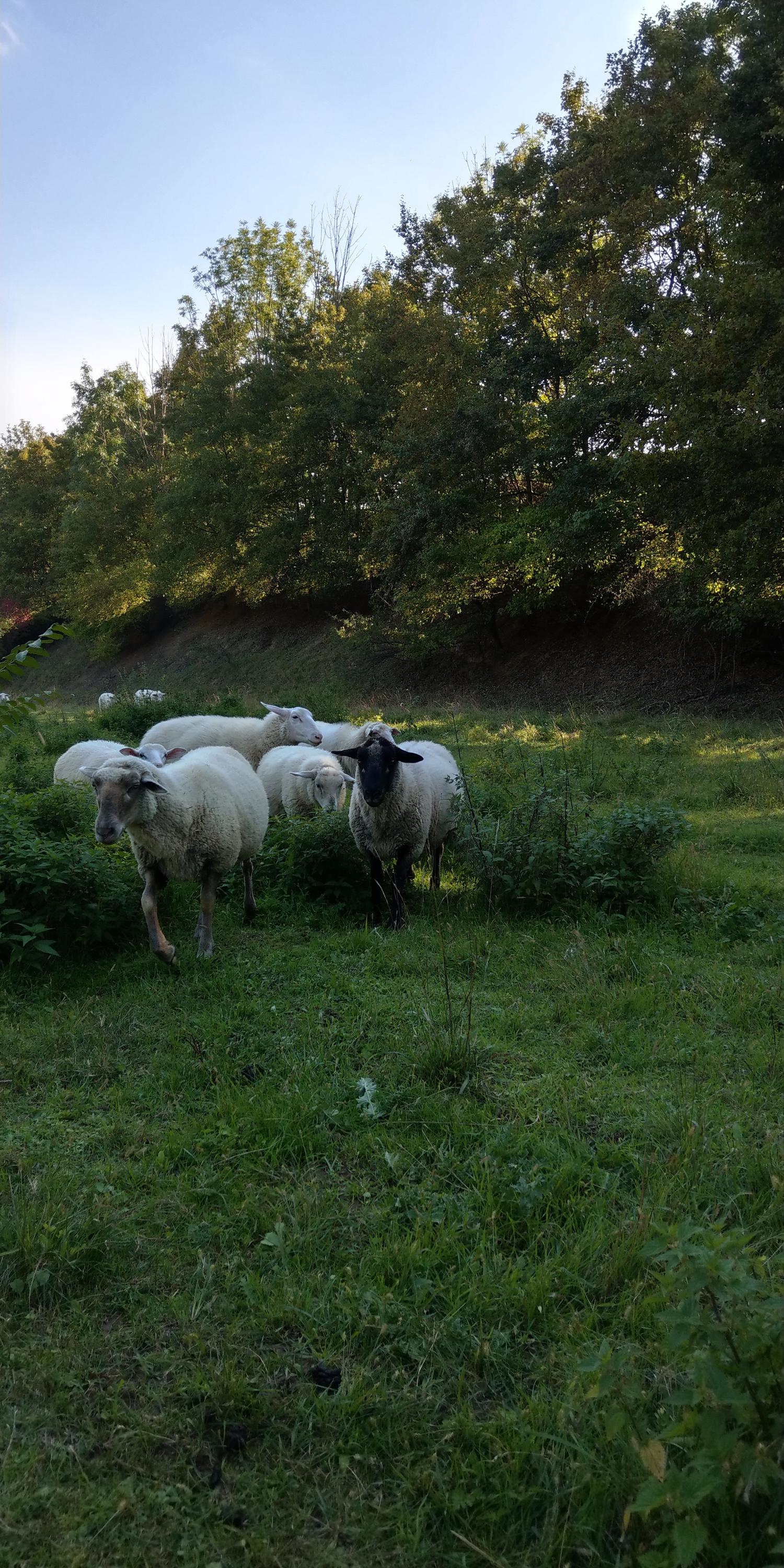 Restaurace Ovčí Terasy foto 2