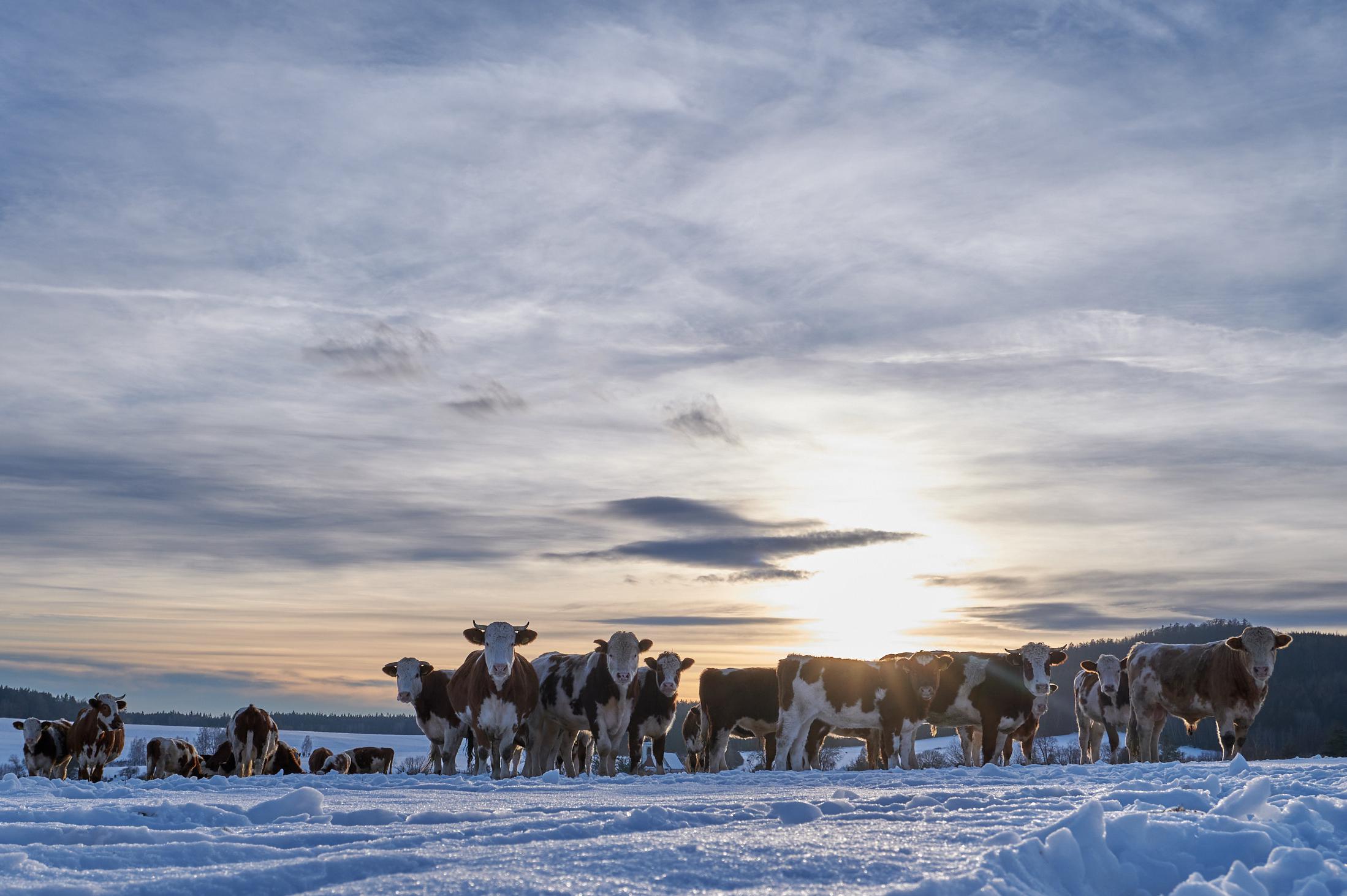 MVDr. Eva Stolařová