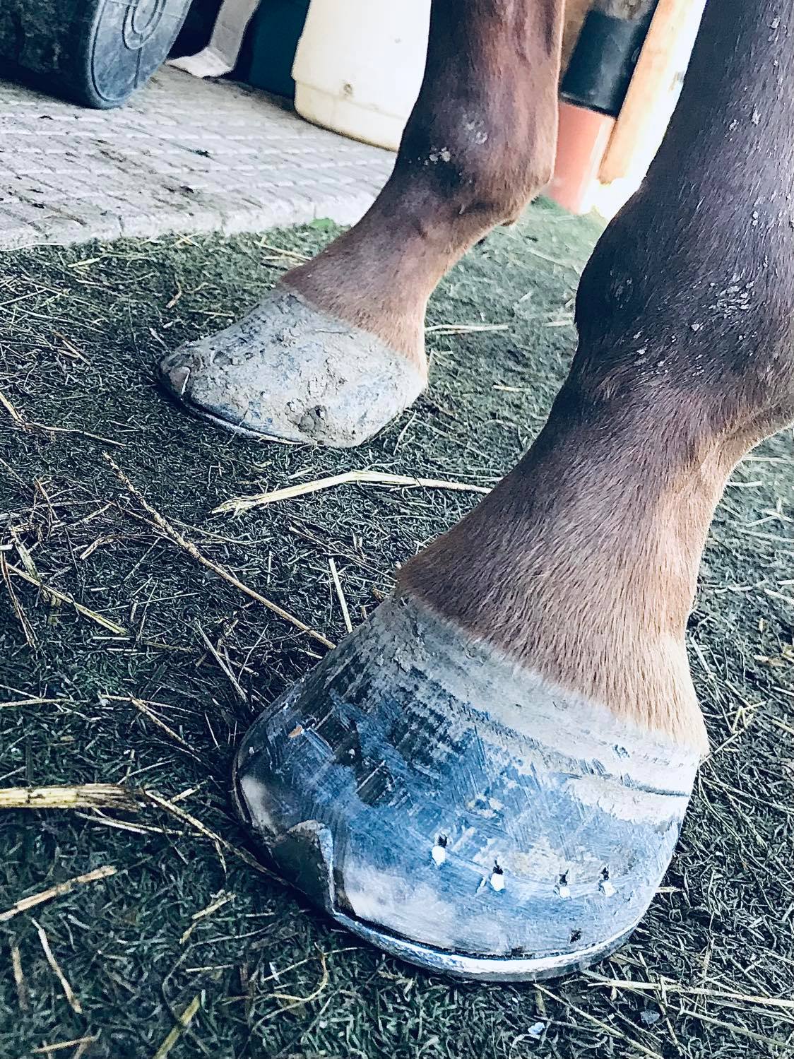 Podkovářství - Štěpán Radoň foto 2
