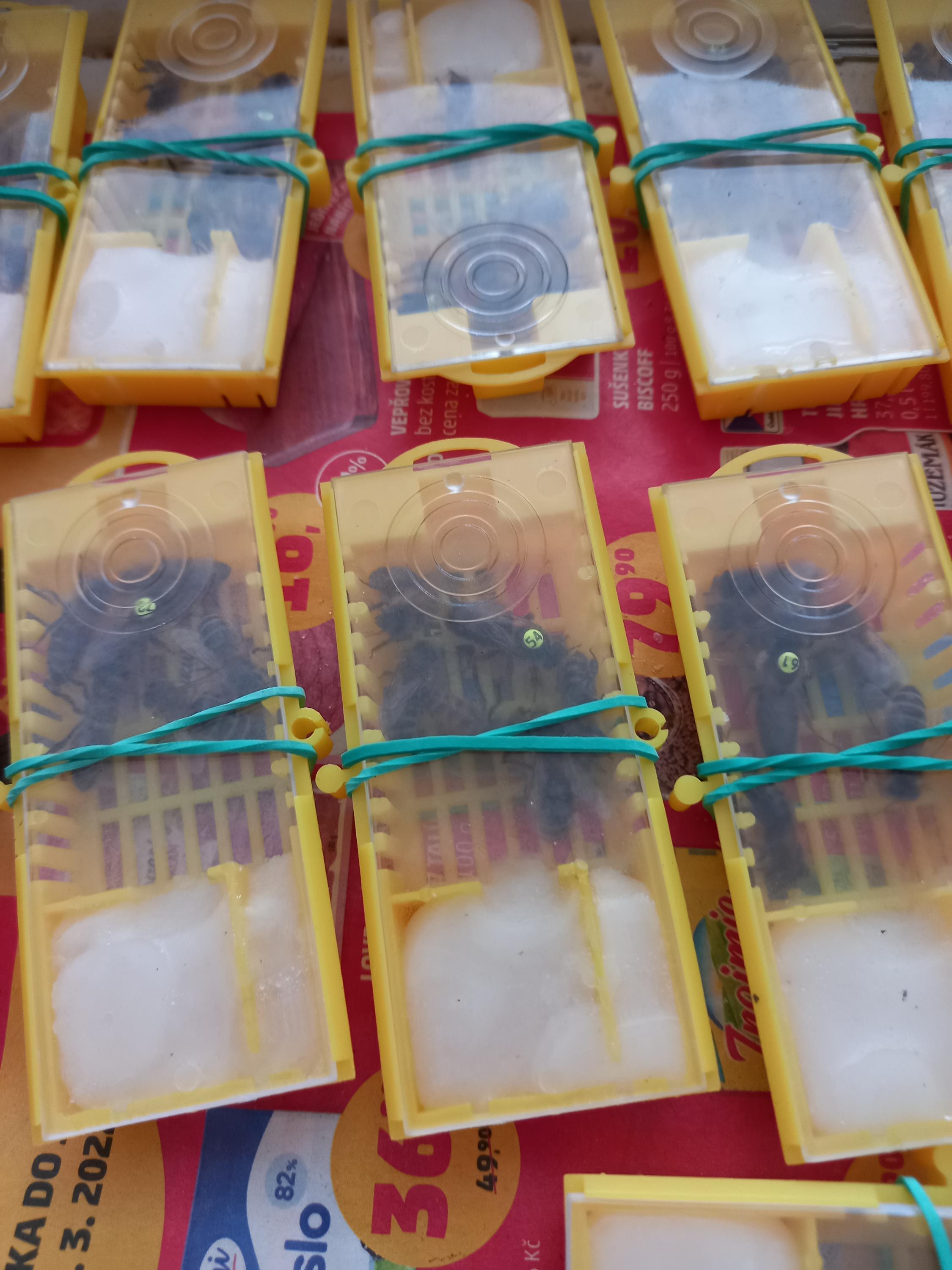 Lubomír Chramosta - včelí farma foto 2