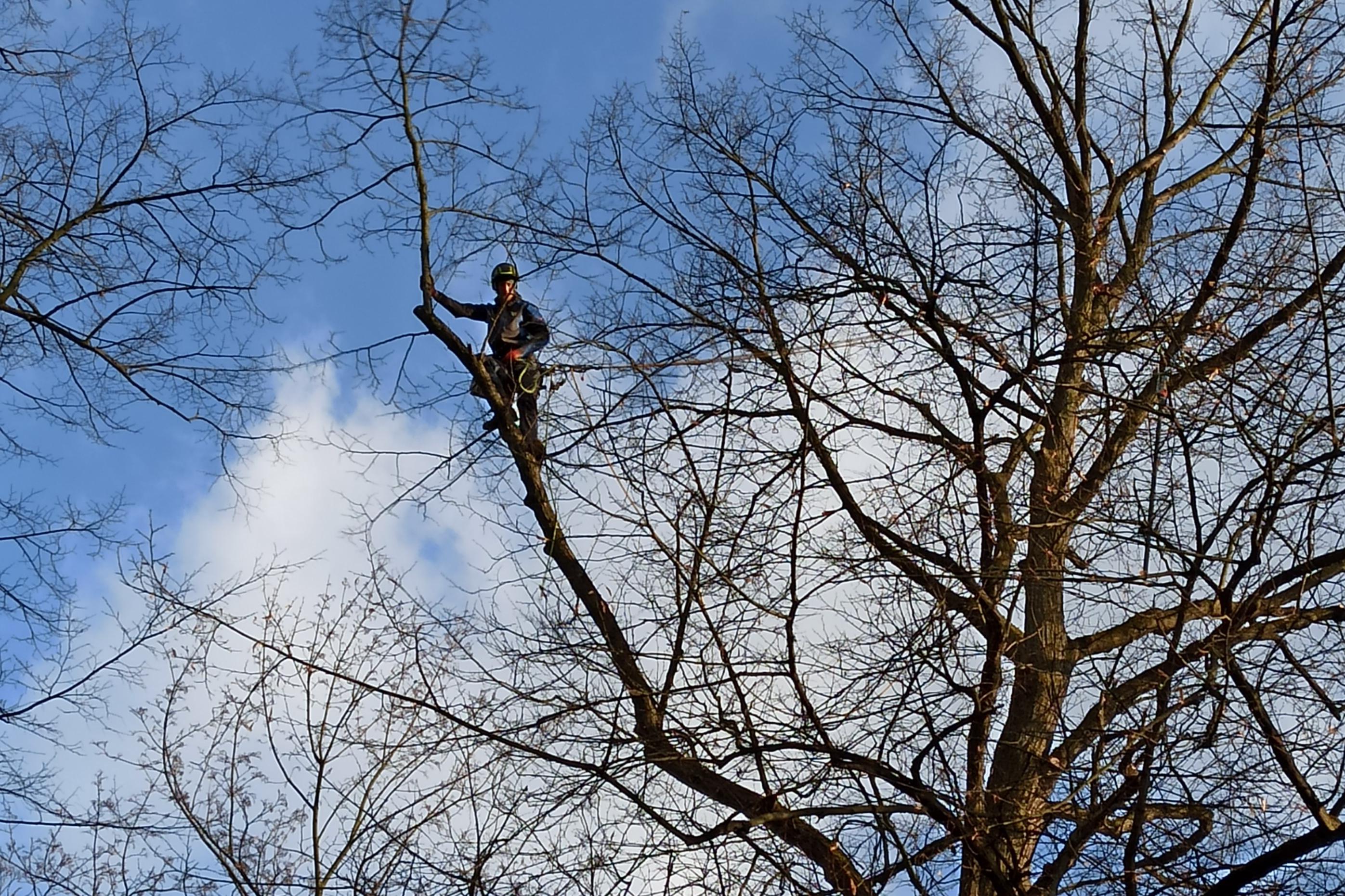 Redukce dřevin většího rozsahu