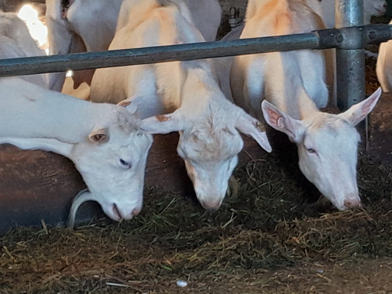 Kozí farma Pěnčín